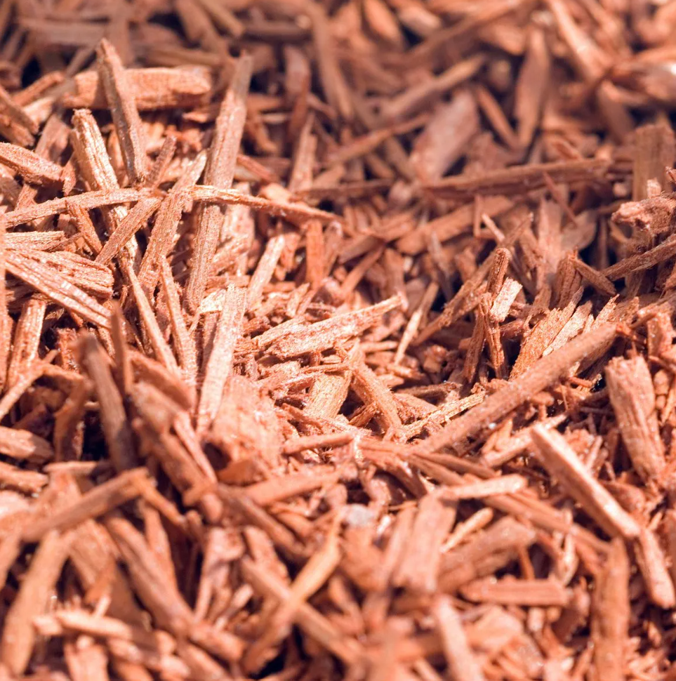 australian sandalwood.png