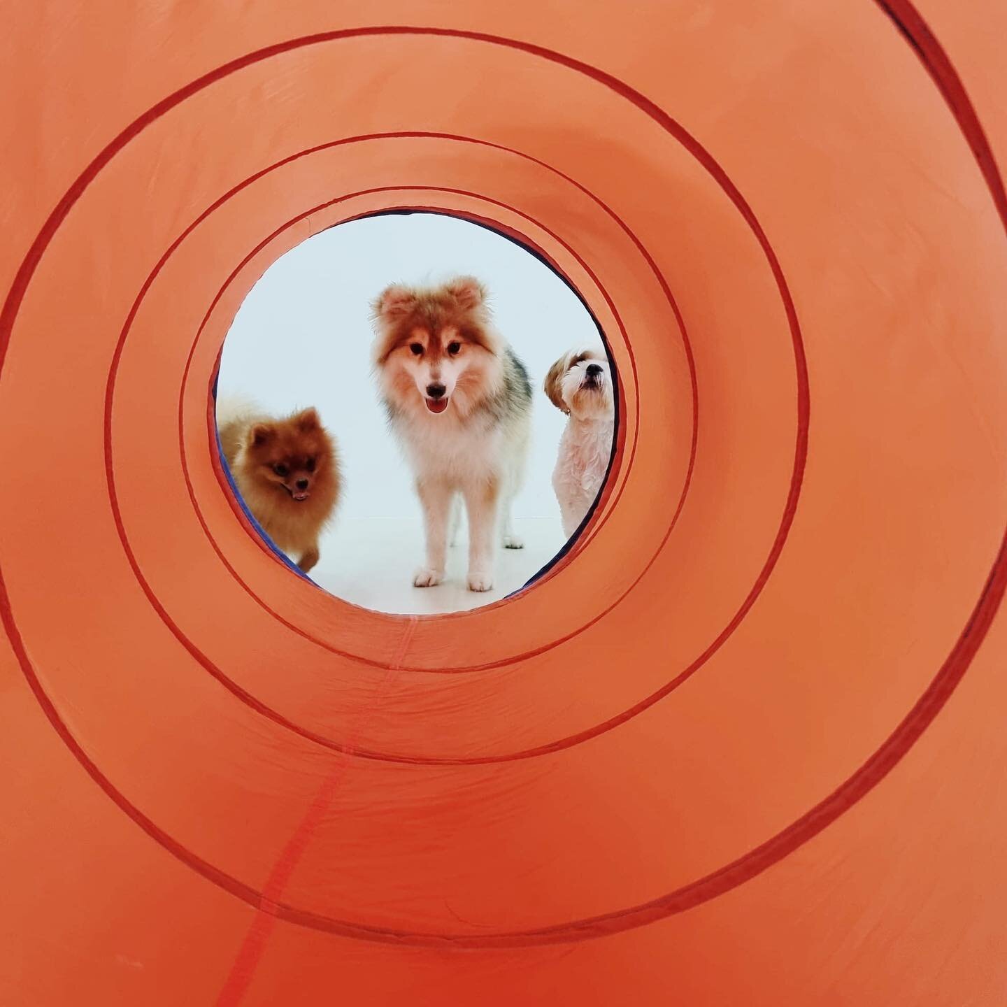 To enter or not to enter ⛔️ 

The tunnel is a fun obstacle for dogs to navigate but going through the narrow space can be too terrifying for some. 

Allowing them to explore and learn at their own pace (and of course with some support from yummy trea