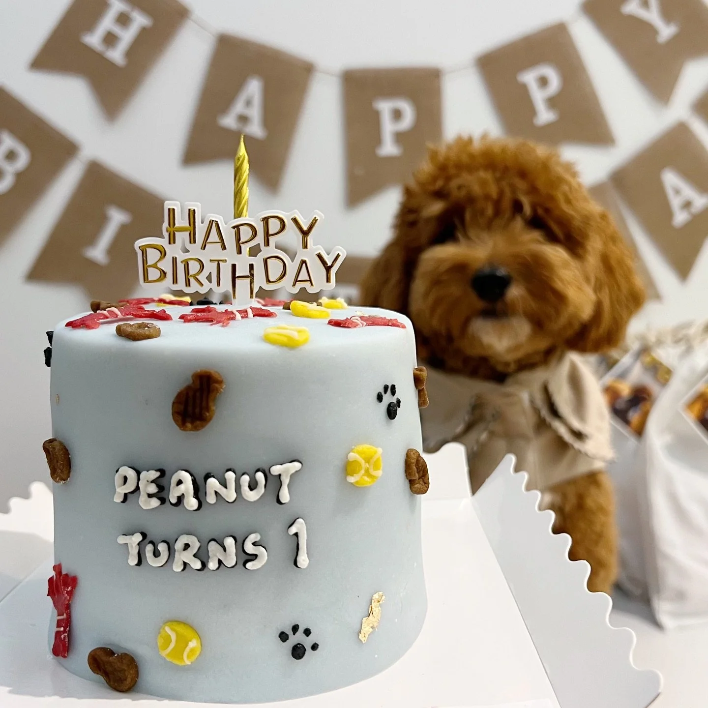 happy first bday to cutie Peanut 🥜🥜🥜