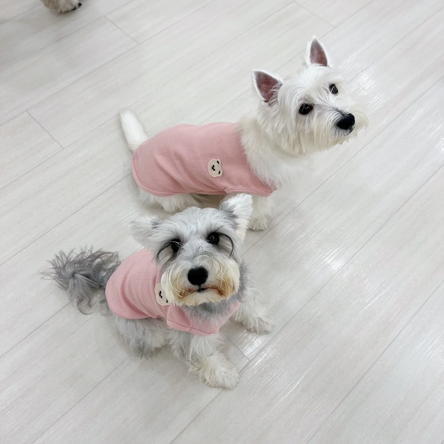 same same but different 🐶🐶