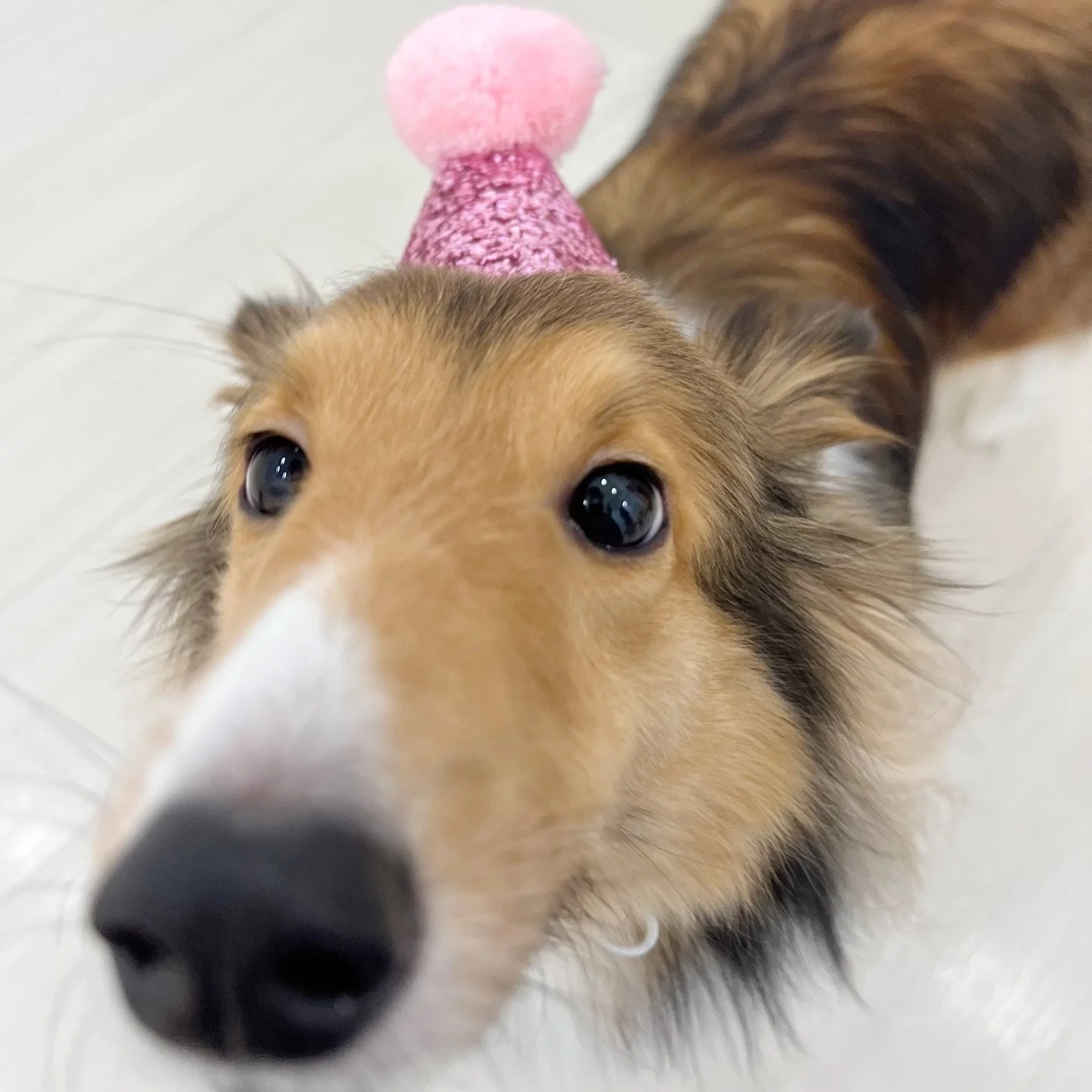 You can be certain that it&rsquo;s Mochi&rsquo;s birthday when the daycare is filled with the smell of durian 🤭 This gorl loves durian, so much so that her pawrents got her the same durian cake as last year. Happy 4th birthday, Mochi ⭐️