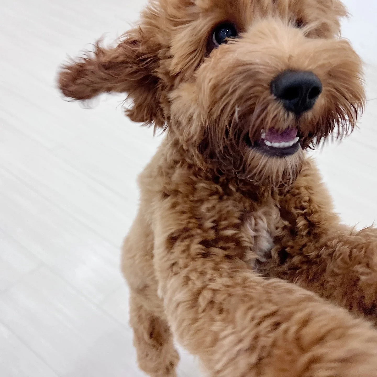 life lately: fur, slobber, smiles and a full heart 🤎