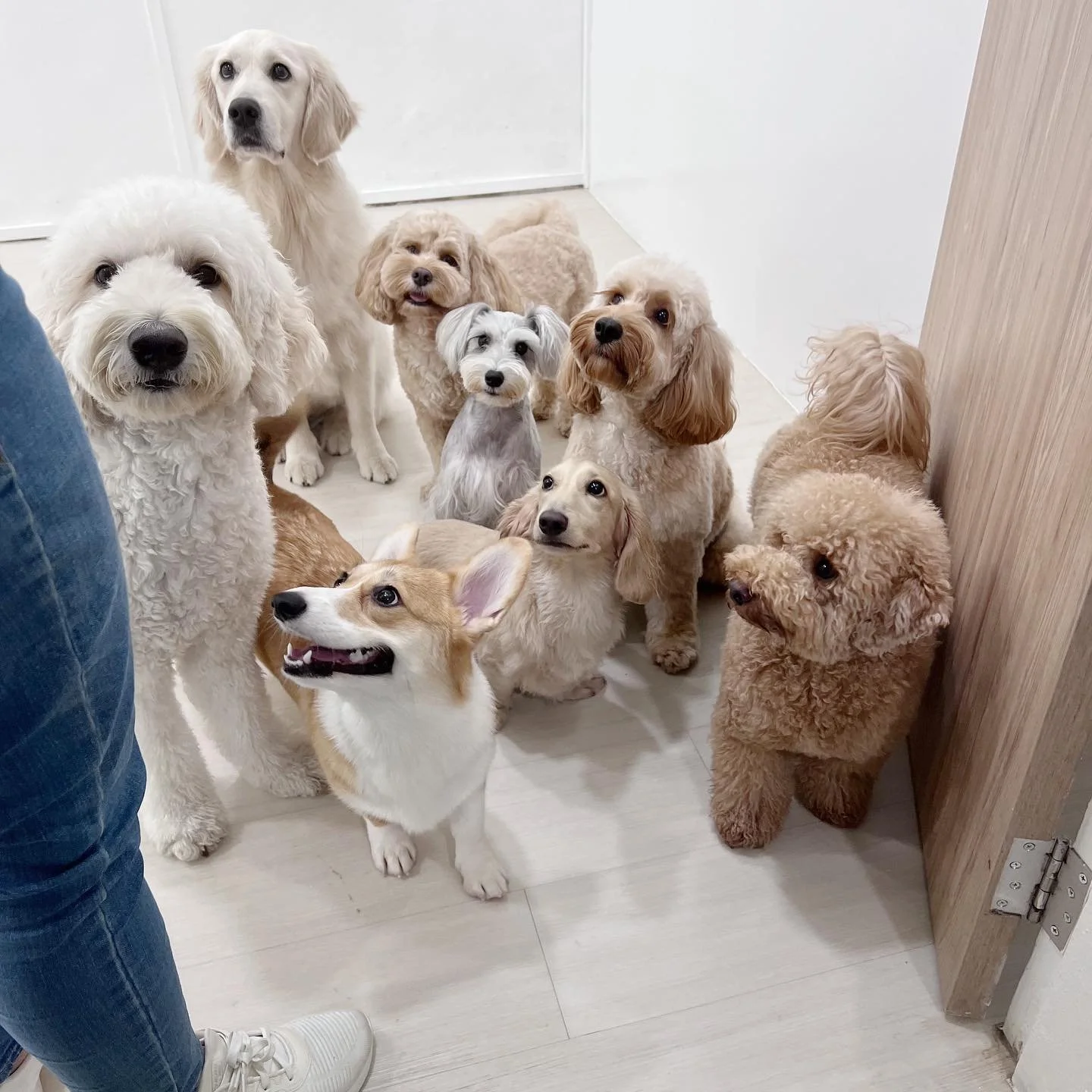 Learning door manners 💡
