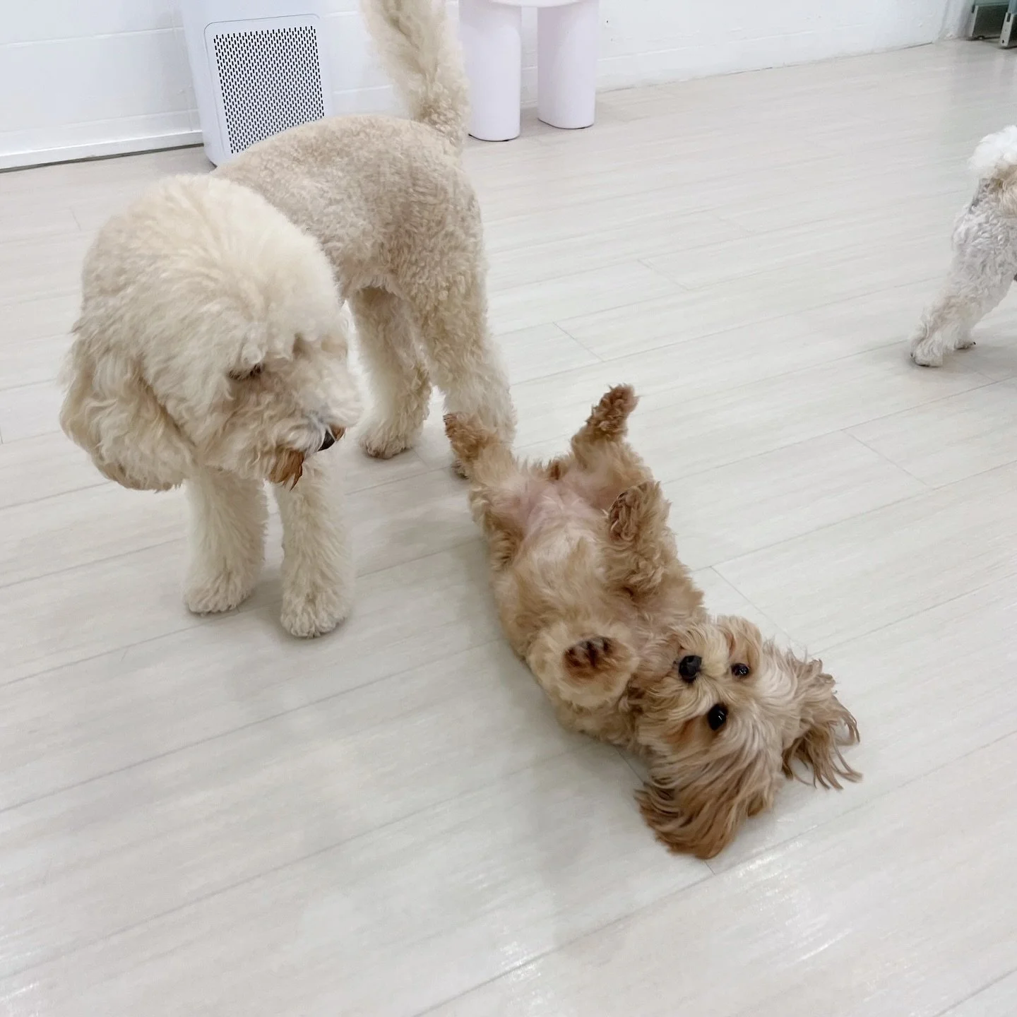 It&rsquo;s not easy to say goodbye after 3+ years together! We&rsquo;ll miss you so much, Chewie! 🥹 And we&rsquo;re sure your friends will miss your kisses too. Have fun in T&uuml;rkiye!!