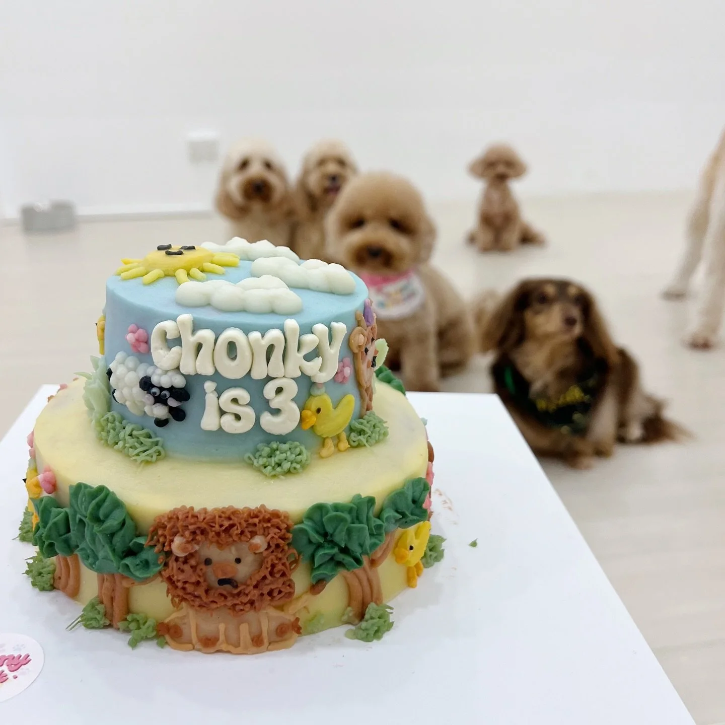 Did you know? When Chonky first joined us, she was a slim baby&ndash;  but she literally grew into her name 🤭

HAPPY THIRD BIRTHDAY, CHONKY!