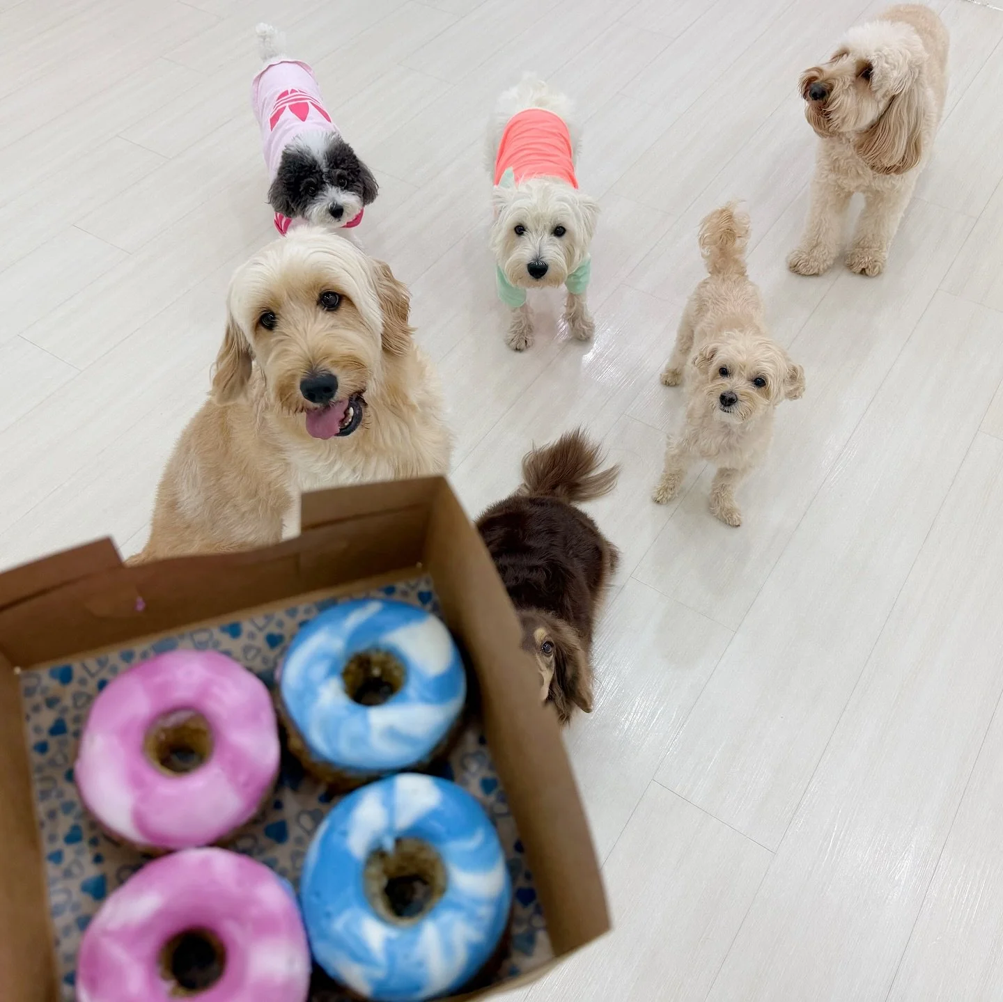 Celebrating sweet Coco&rsquo;s 5th birthday 👋