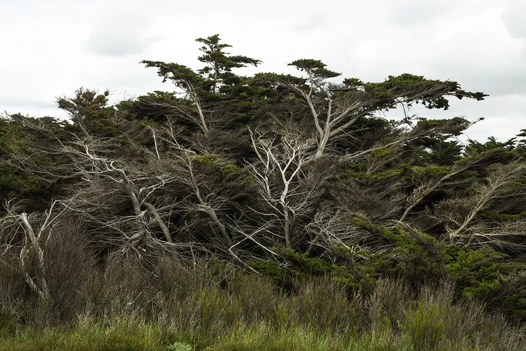 Ile de Ré - 3237.jpg