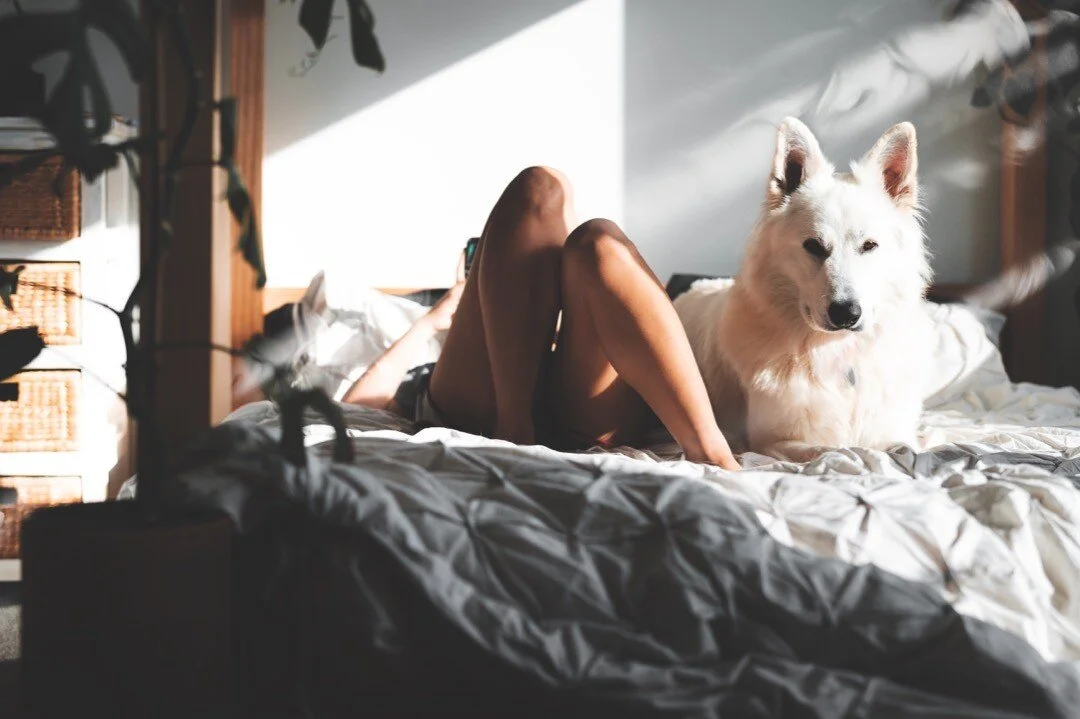 Look but don't touch

#whiteswissshepherd #dogsofinstagram #dogsofinsta #dogshots