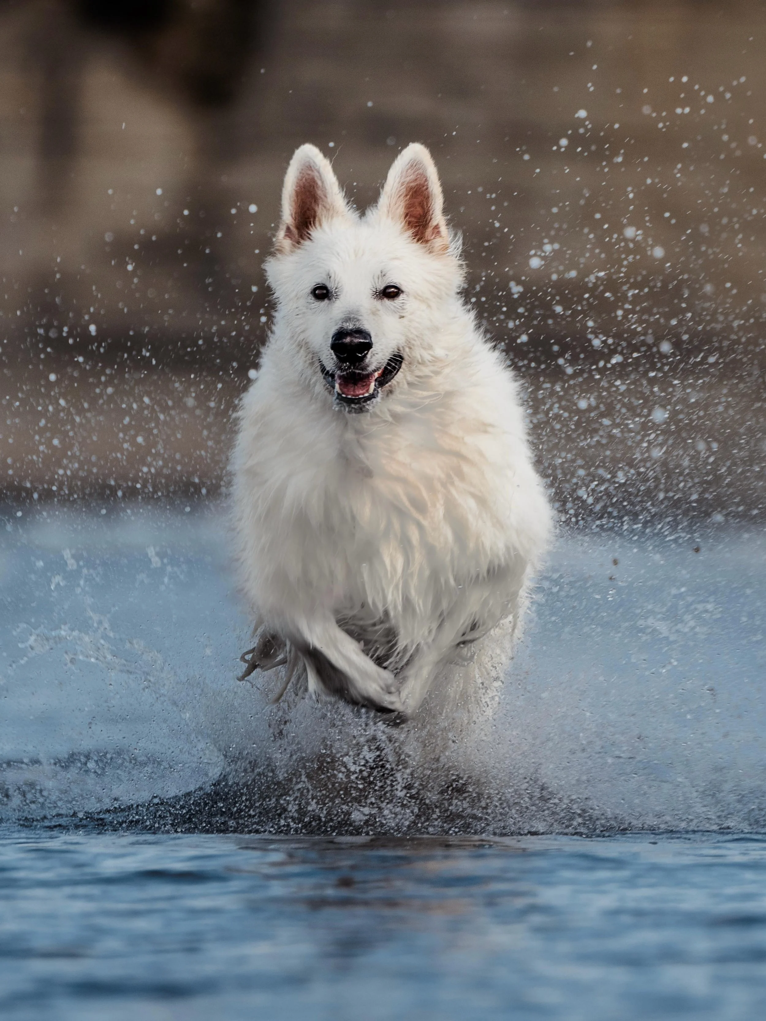 Angelo #swissshepherd #dogsofinstagram #dogphotography