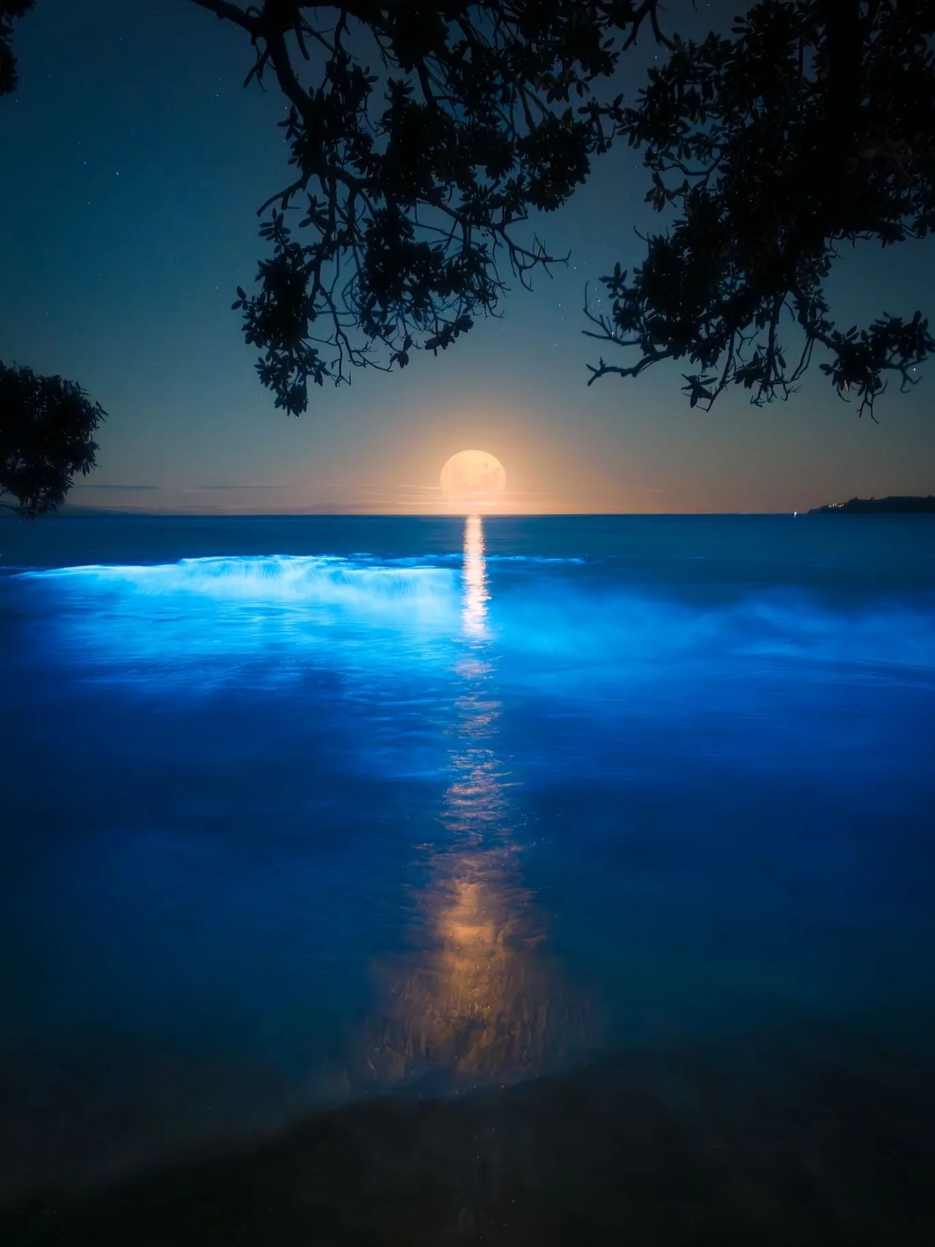 In the darkest waters, the ocean finds a way to shine.

A quiet reminder&mdash;
that even in our lowest tides,
there&rsquo;s something within us waiting to glow.

- dad

#bioluminescence #wondersofnature #purenewzealand🇳🇿