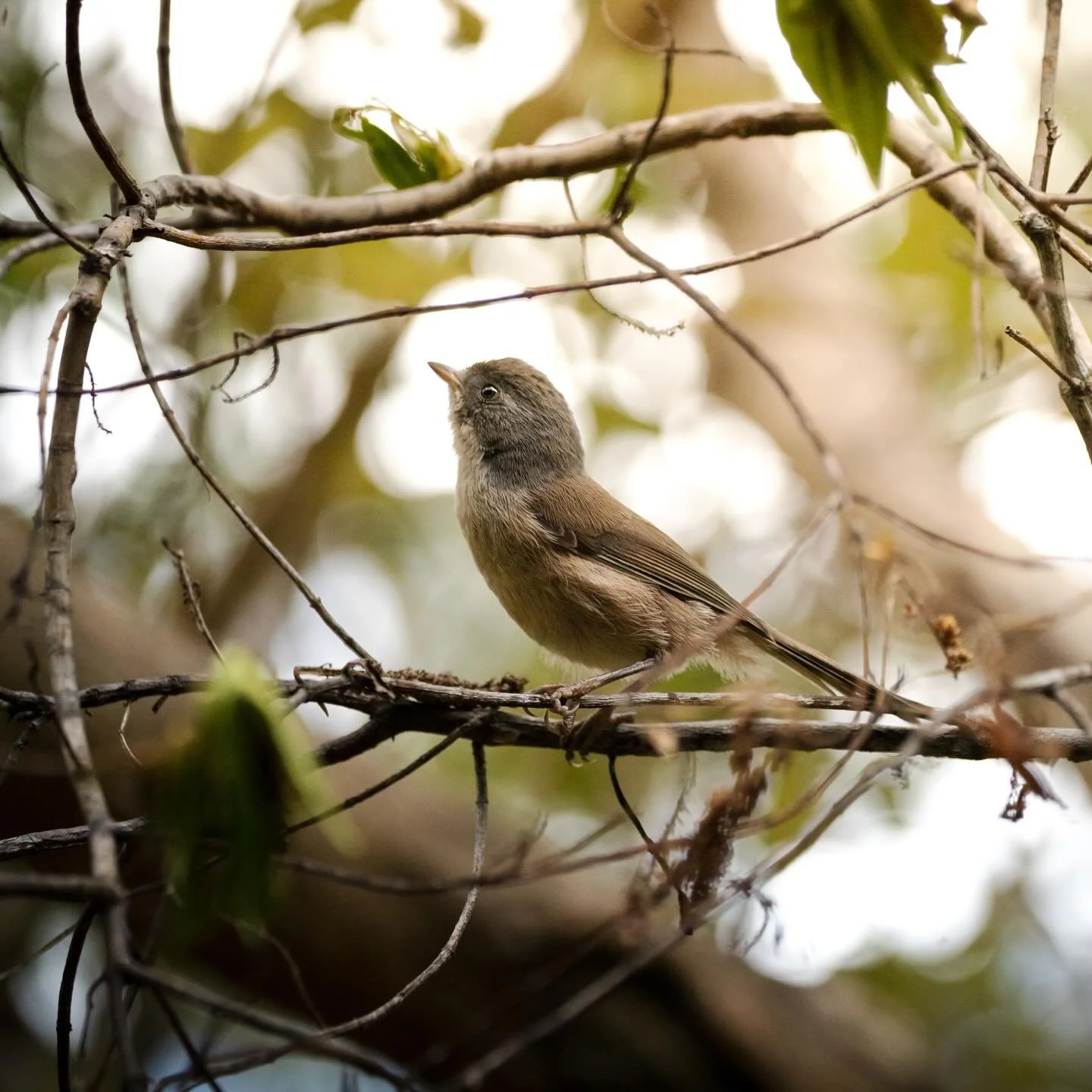 &ldquo;I never saw a wild thing sorry for itself. A small bird will drop frozen dead from a bough without ever having felt sorry for itself&rdquo; 

- D.H. Lawrence
#naturallaws #wilderness