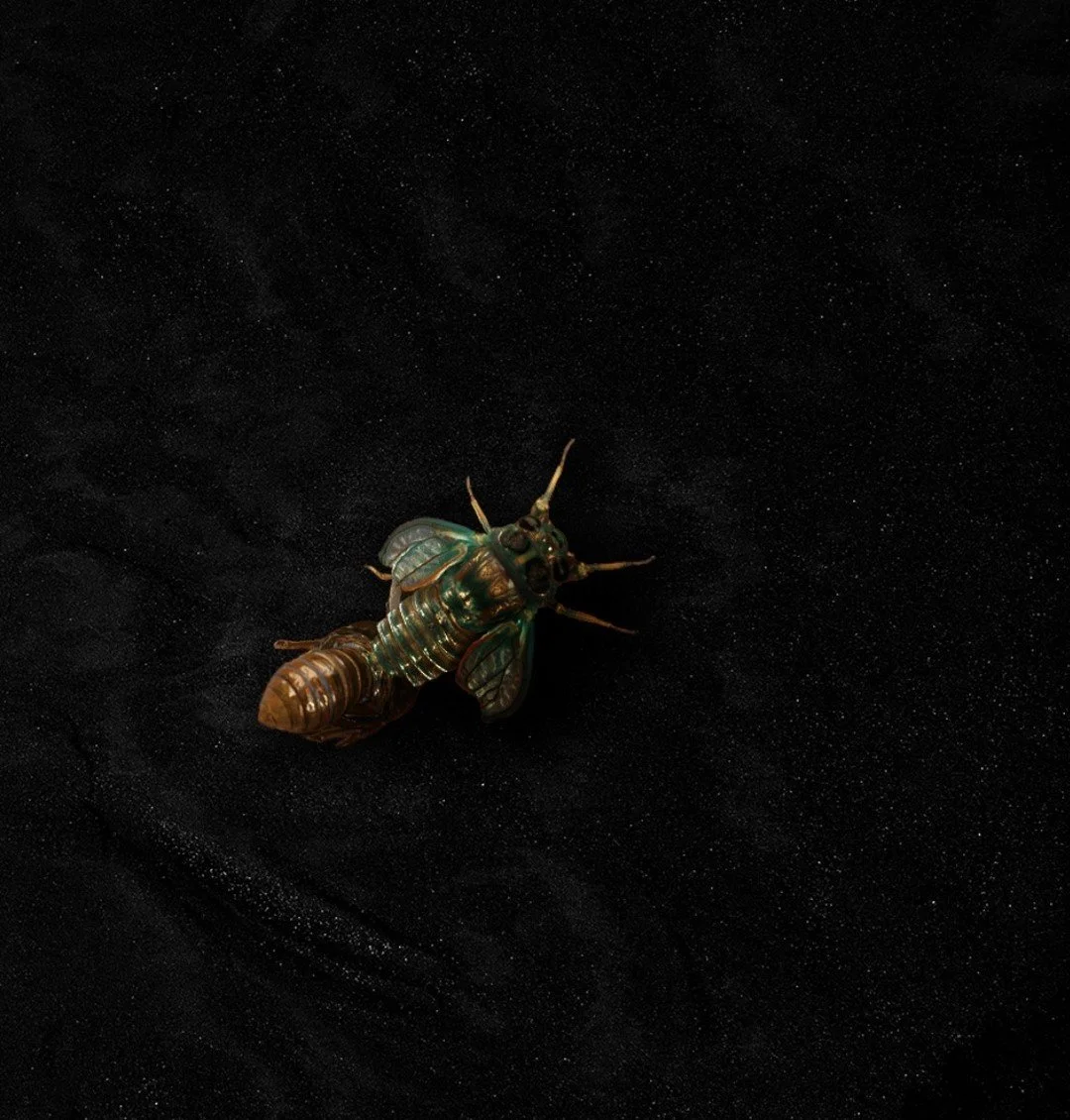 Cicada