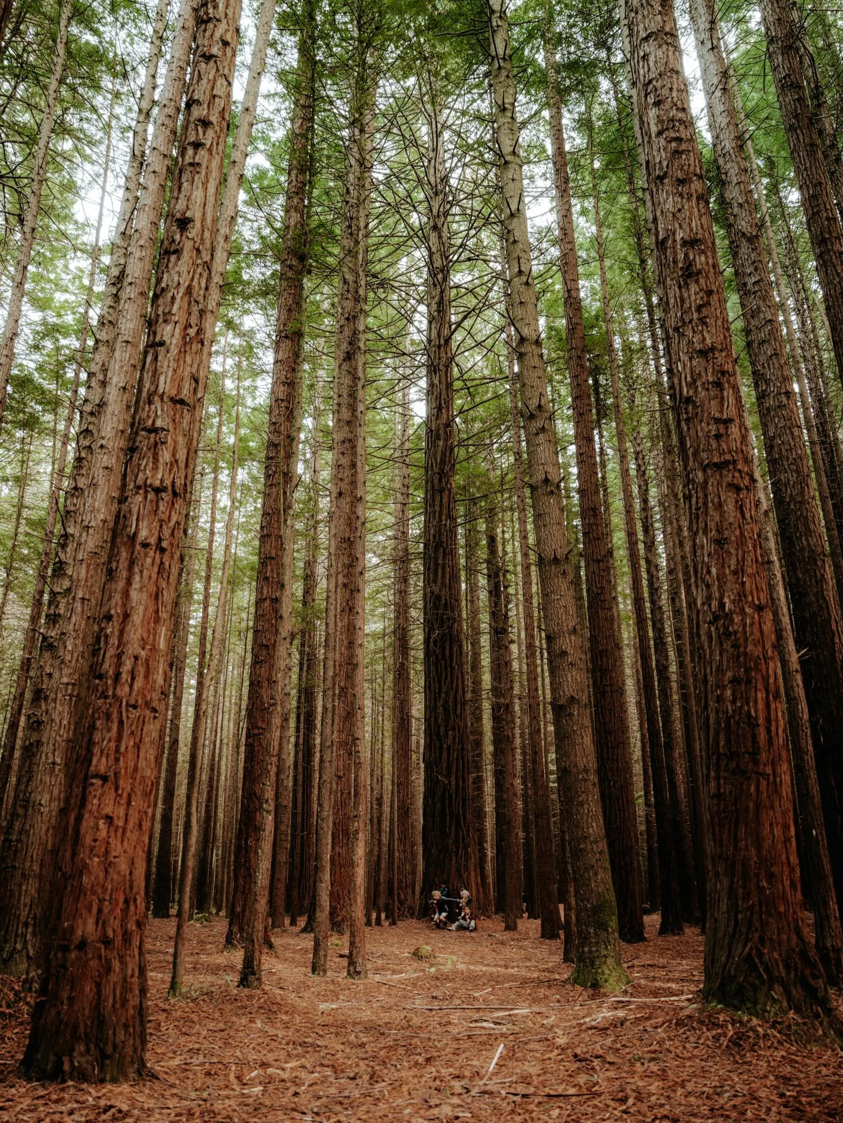Only if the trees can speak

#newzealand #explorenz