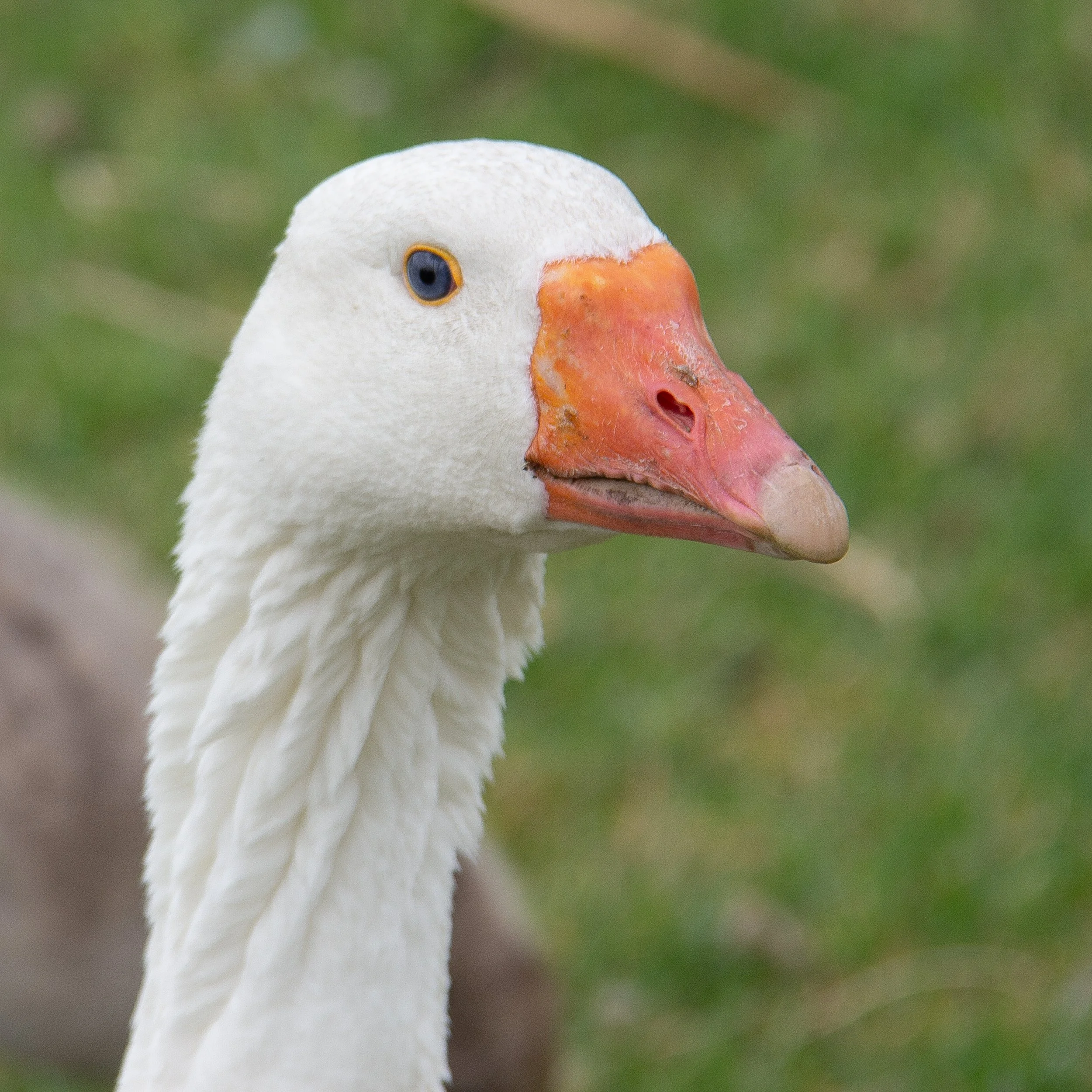 Duck-looking-square_2.jpg