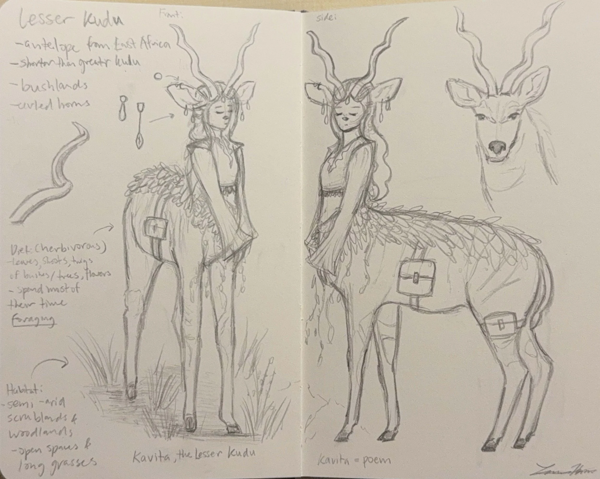 LarissaH_CentaurSketch copy.jpg