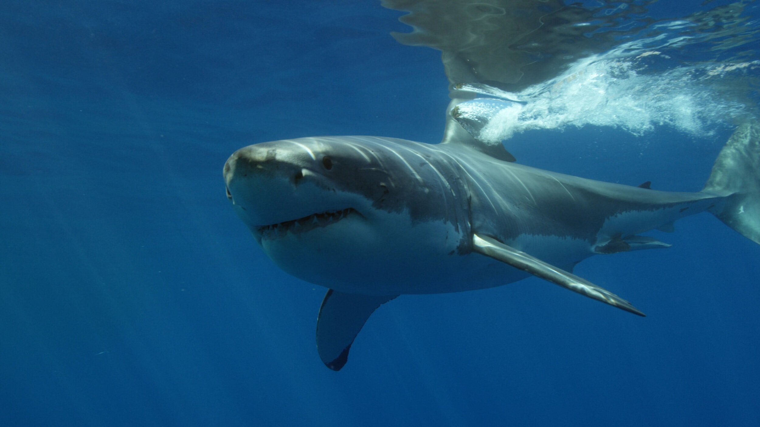 Shark attacks and the stress of summer vacations