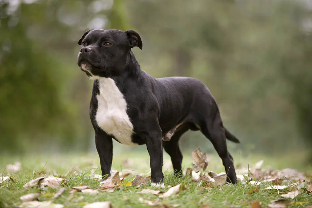 Tout Savoir Sur Le Staffordshire Bull Terrier T moignages De 