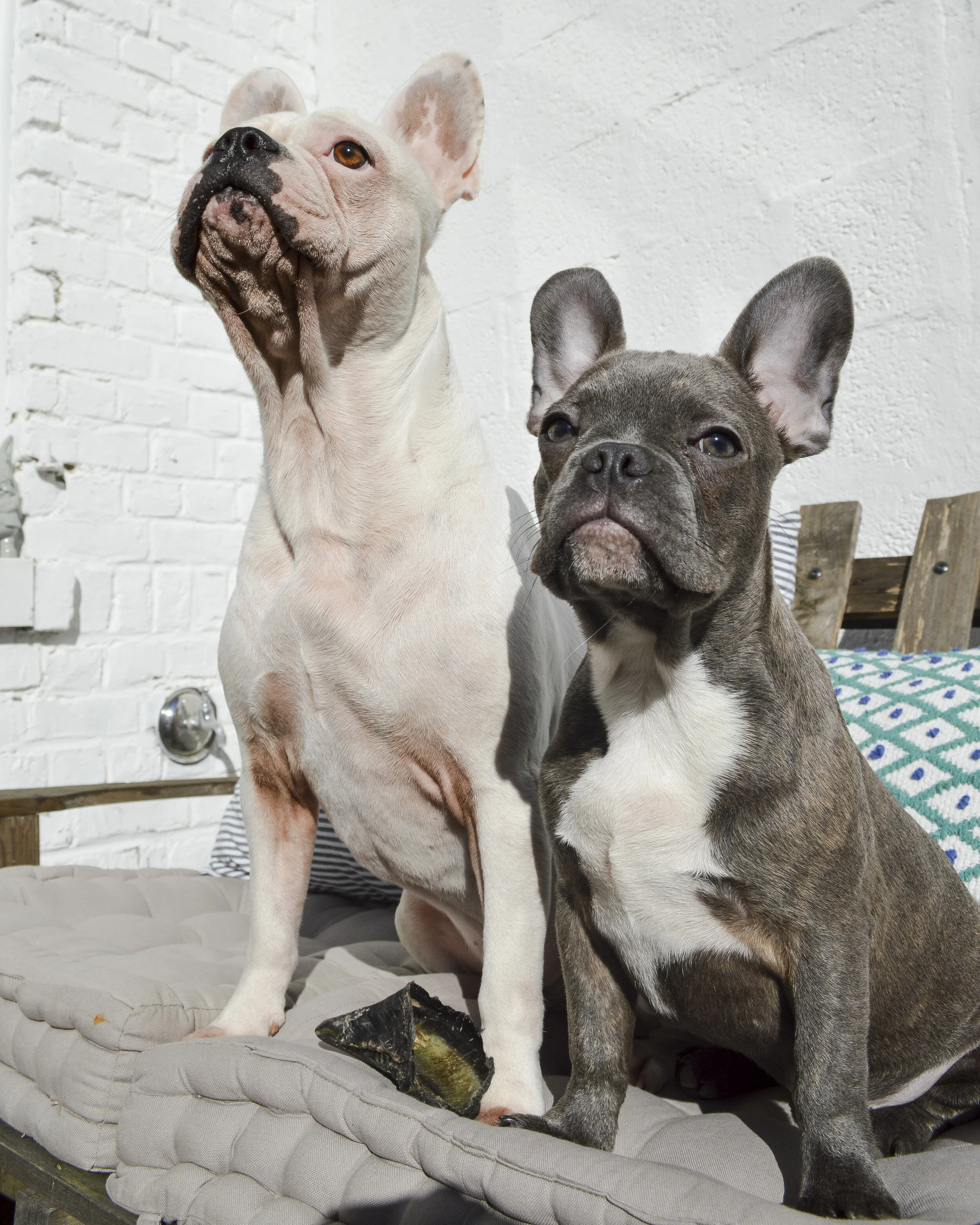 À propos — Bulldogs Élevage de la Côte, image size:2500x3125