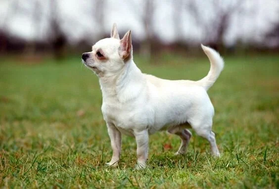 Mug Chihuahua à Poil Court - Un Mug Charmant Avec Une Anse En Forme De Coeur Un Cadeau Universel Signe Art Dog 90354320