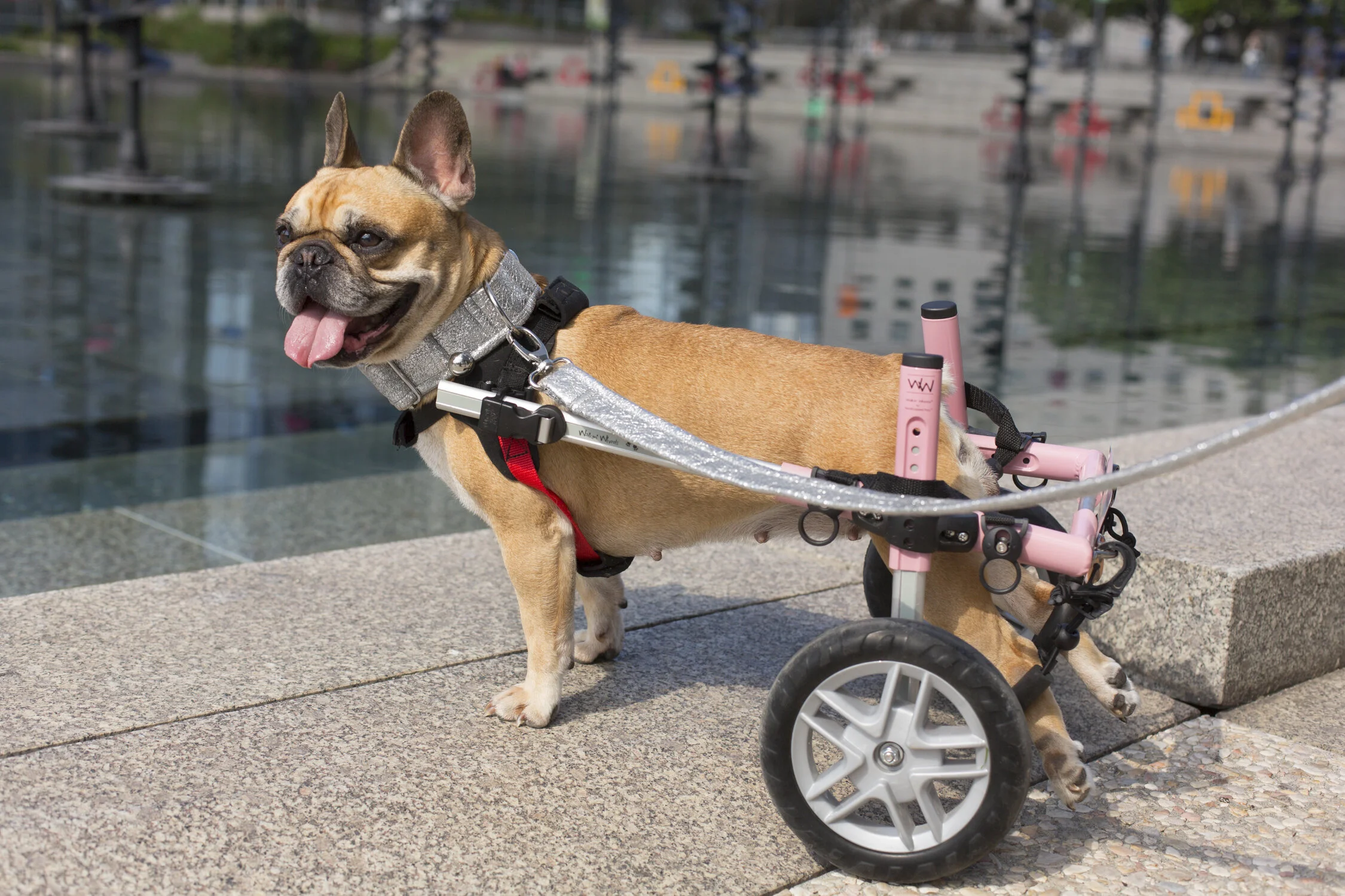 Stéréotypes autour du chien - My dog is a Queen but I'am a Woman !, image size:2250x1500