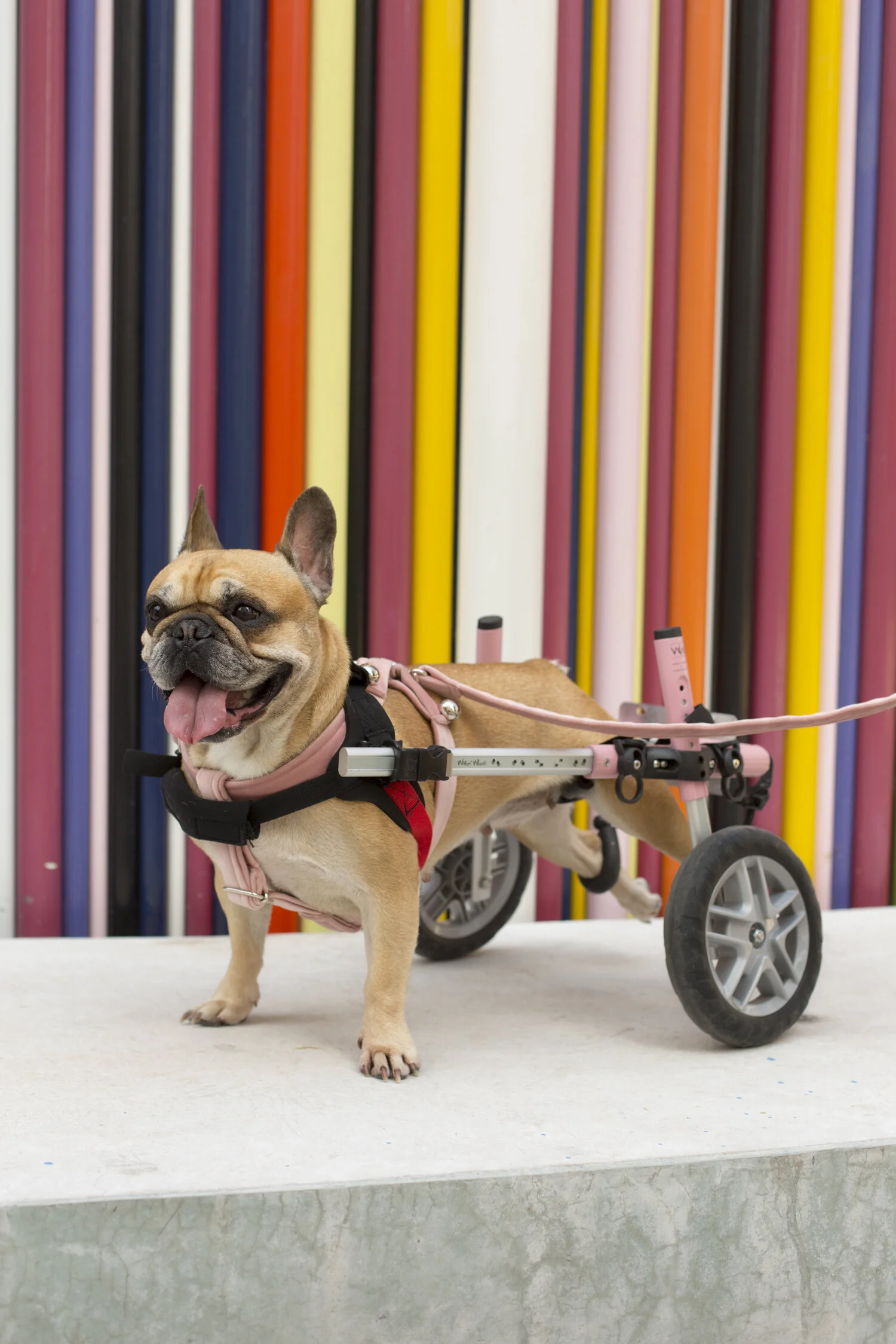 Comment bien préparer son chien à l'arrivée de son bébé ? – MintyWendy, image size:1500x2250