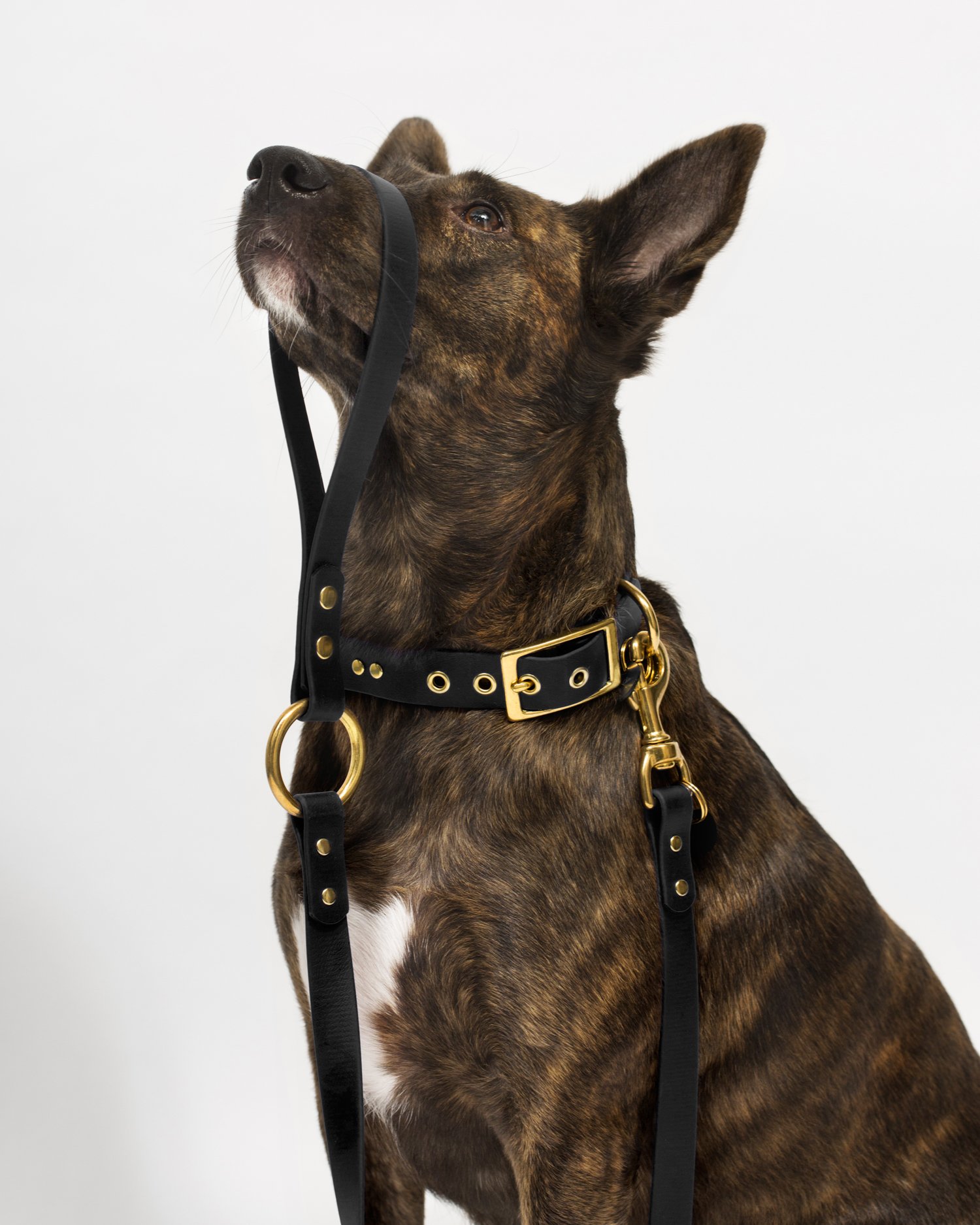 Harnais chien en 8 réglable et imperméable, métal noir Mellem - Bagane