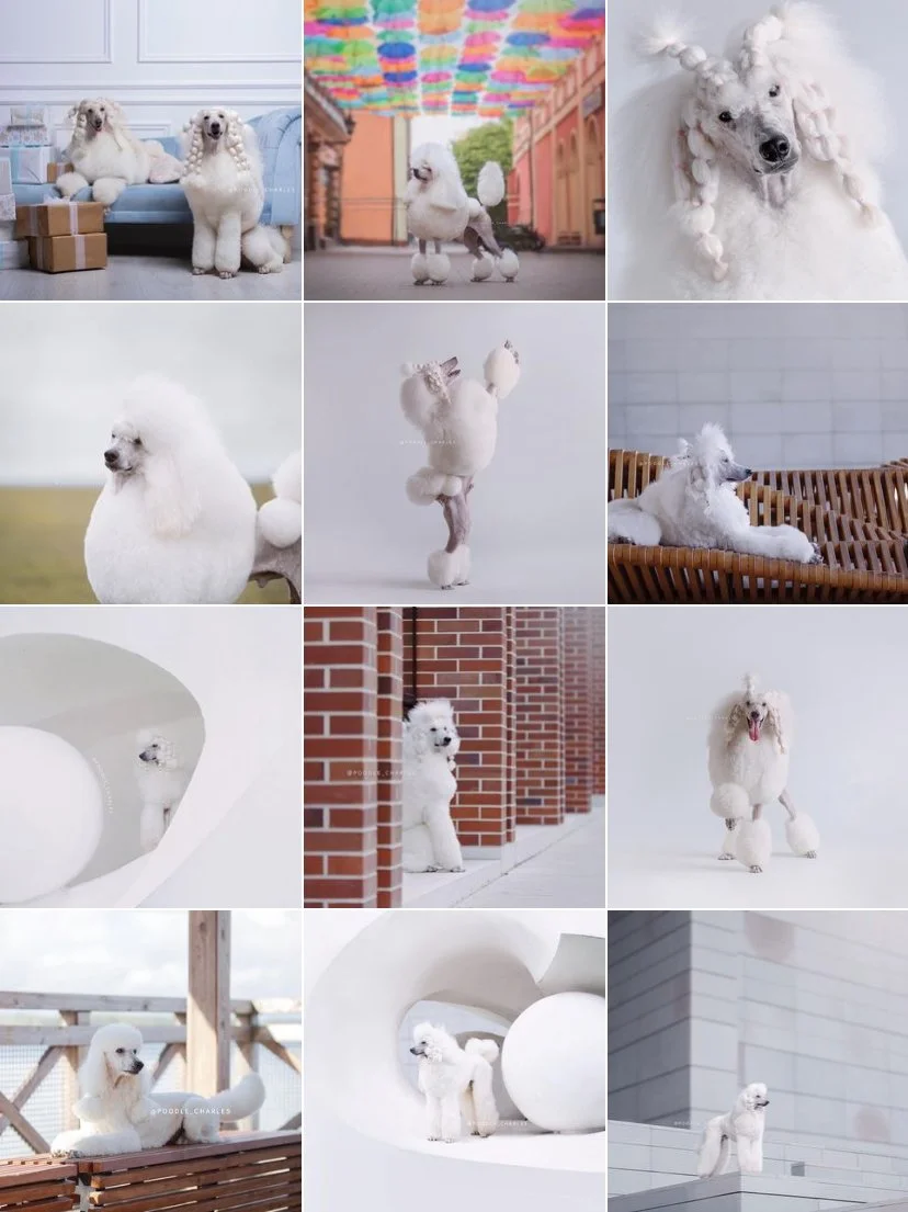 Le Caniche : qu'en disent les passionnés de la race ? — Chien-Chien, image size:828x1105