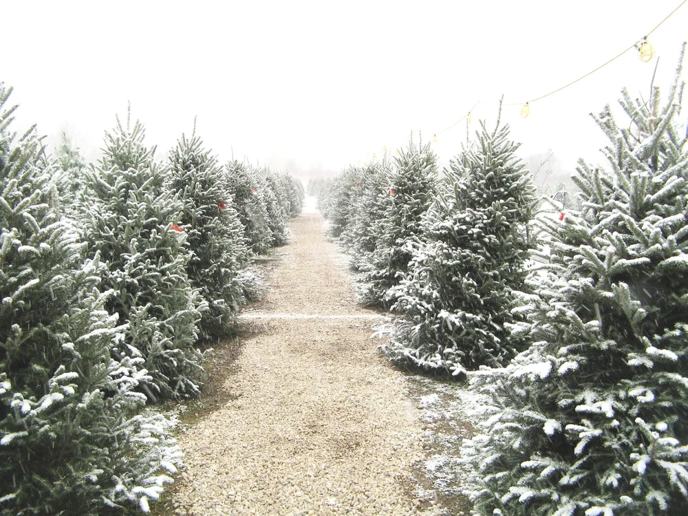 Medina Christmas Tree Farms