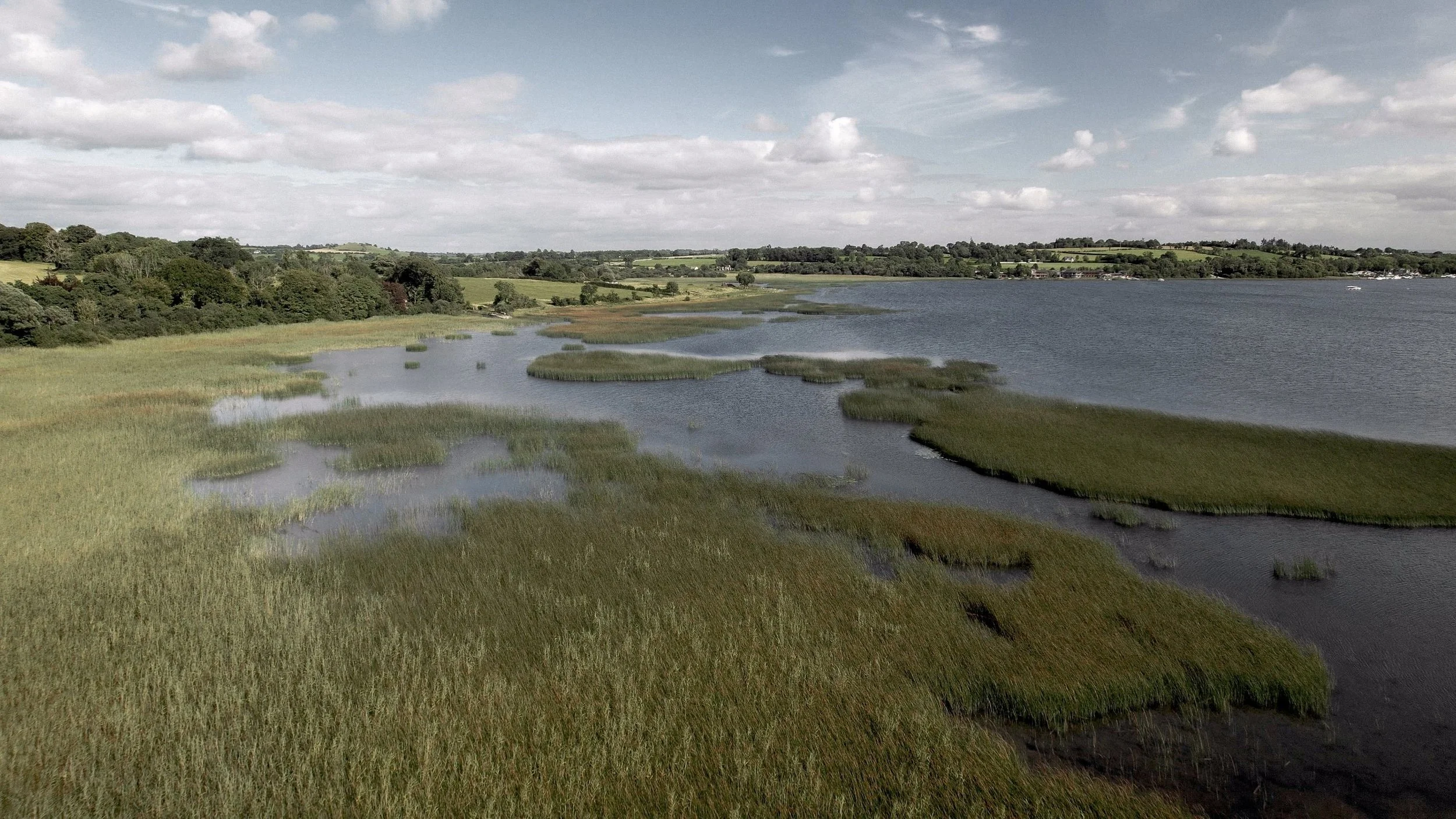 Reeds and shoreline of Lough Ree beside Glasson Lakehouse, Athlone