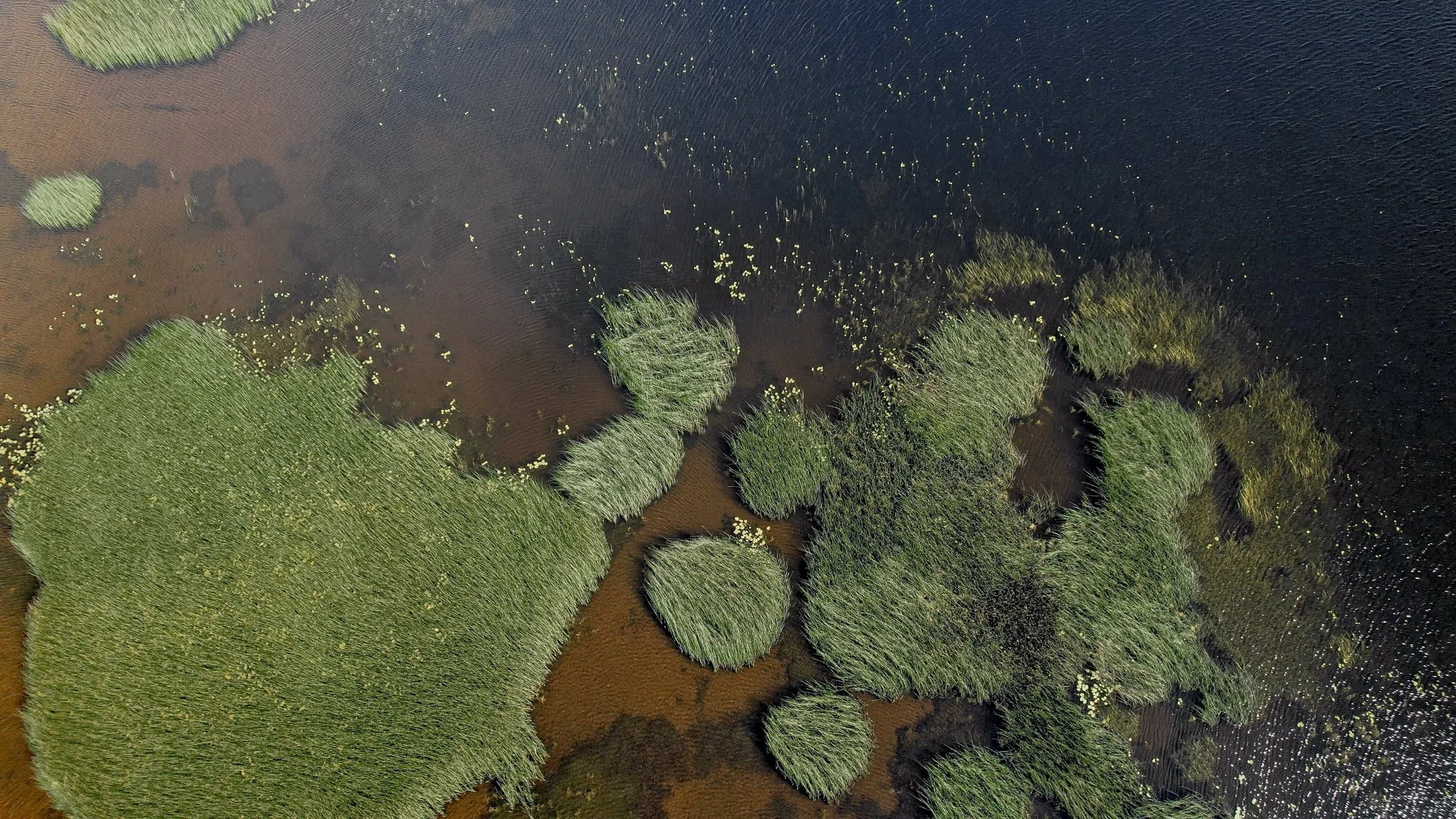 Aerial view of reeds and water lilies on Lough Ree near Glasson Lakehouse, Co. Westmeath
