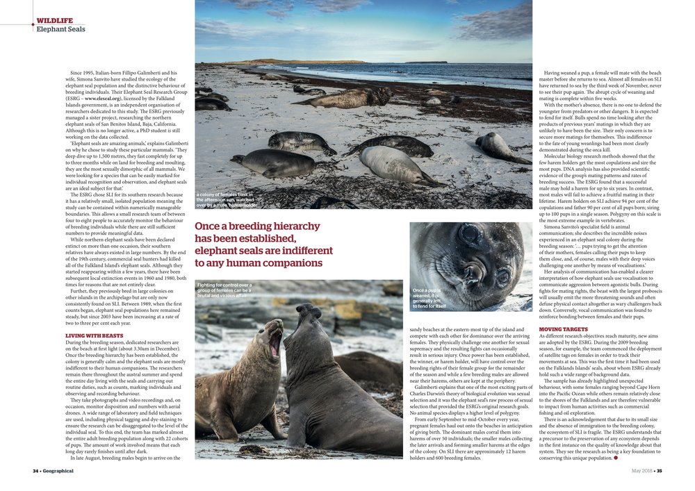 Feature - Falkland Seals3.jpg