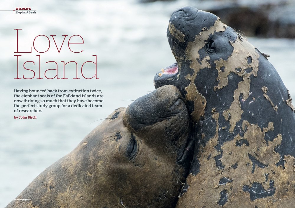 Feature - Falkland Seals1.jpg