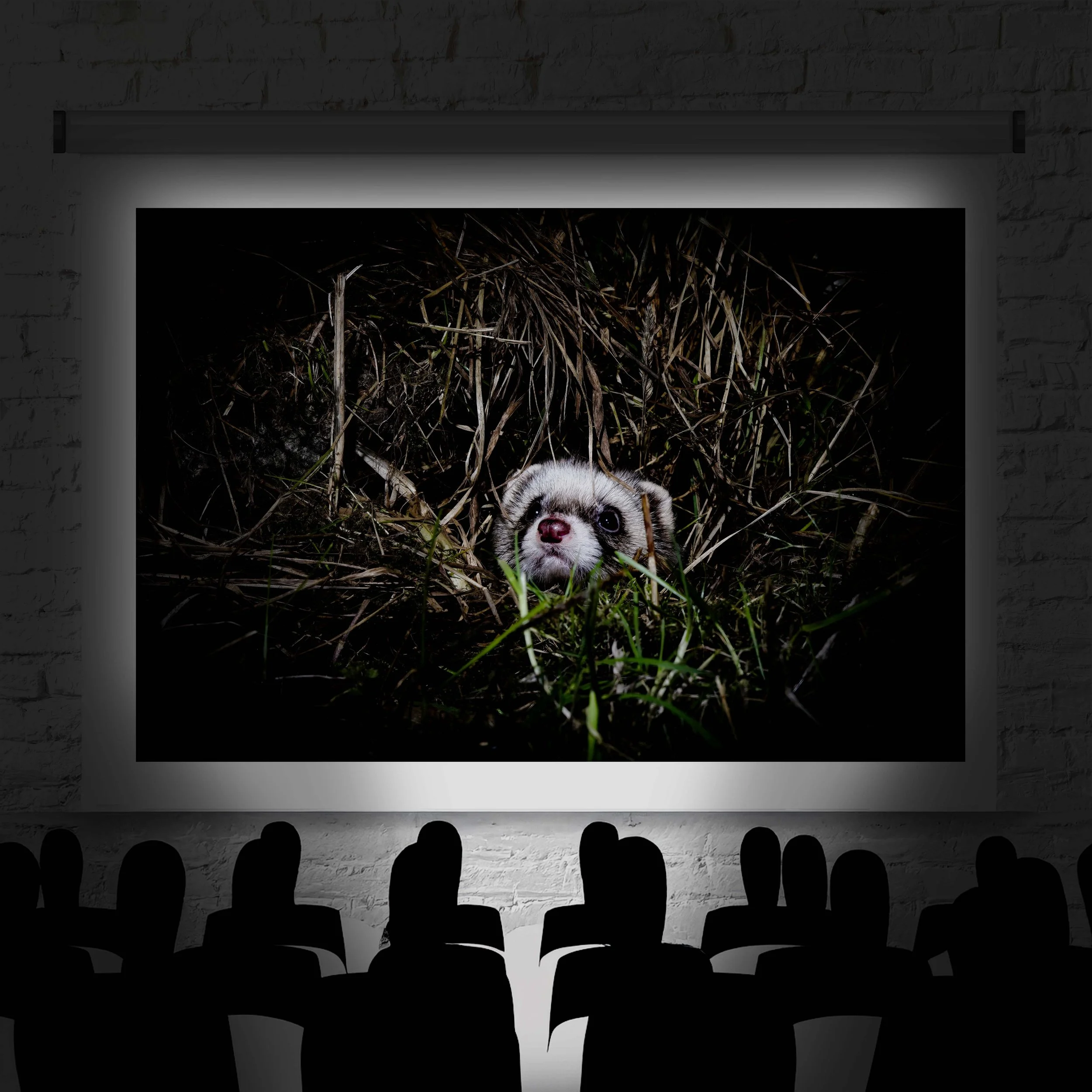 Ferret in dark grass