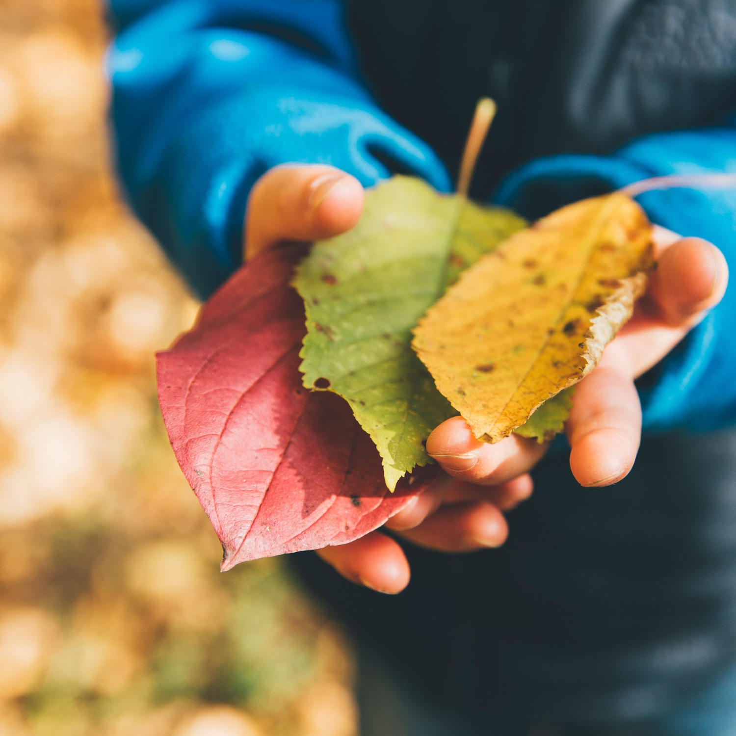 Child holding three autumn leaves: red, green, and yellow.