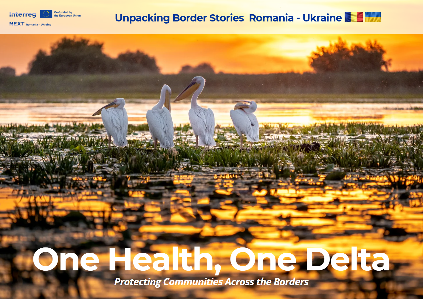 Four white pelicans standing in a wetlands area during sunset, with water and green aquatic plants in the foreground and trees in the background, as part of a banner for a cross-border health initiative between Romania and Ukraine.