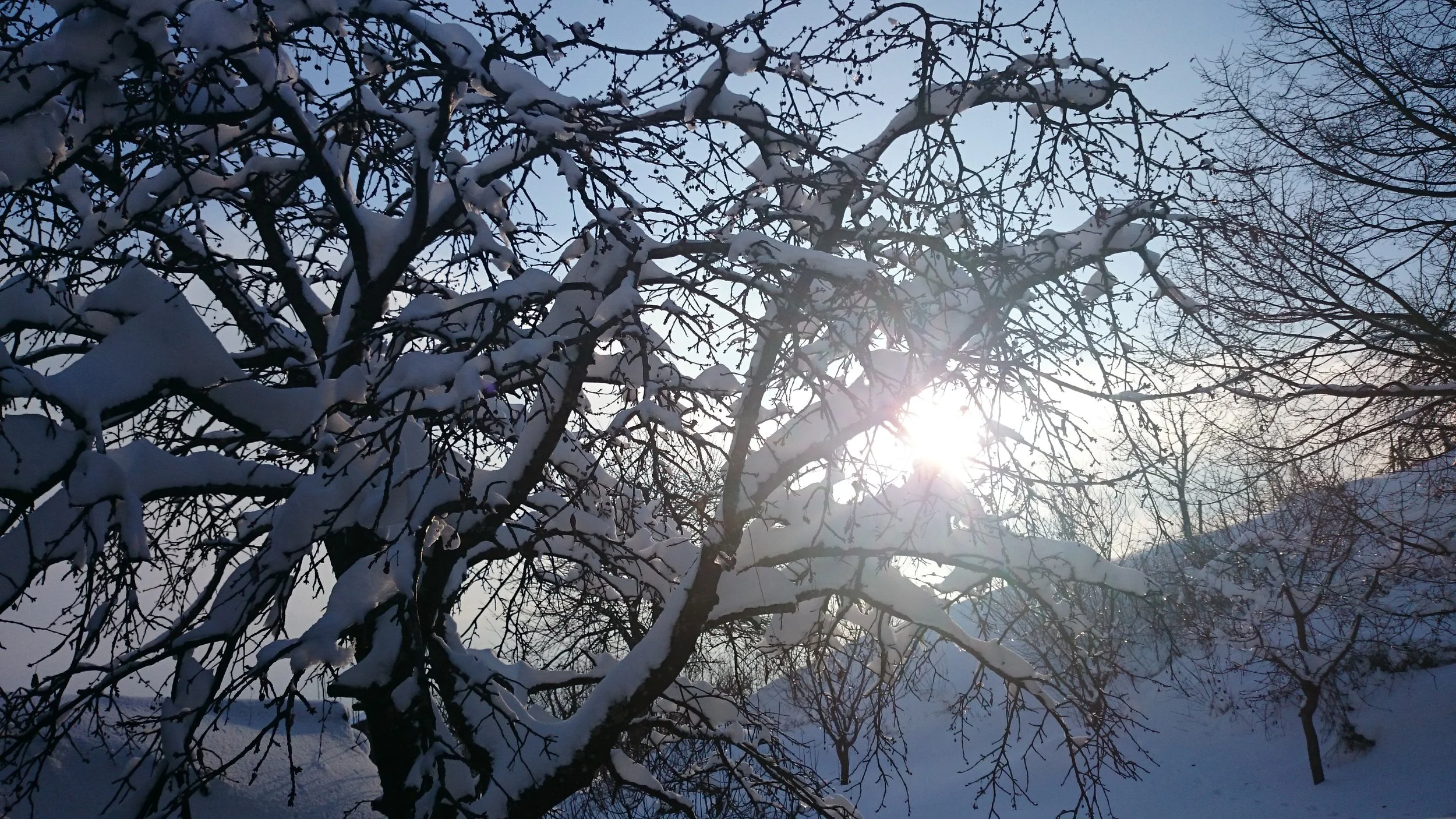 Public Eurythmy Course: Warmth and Light