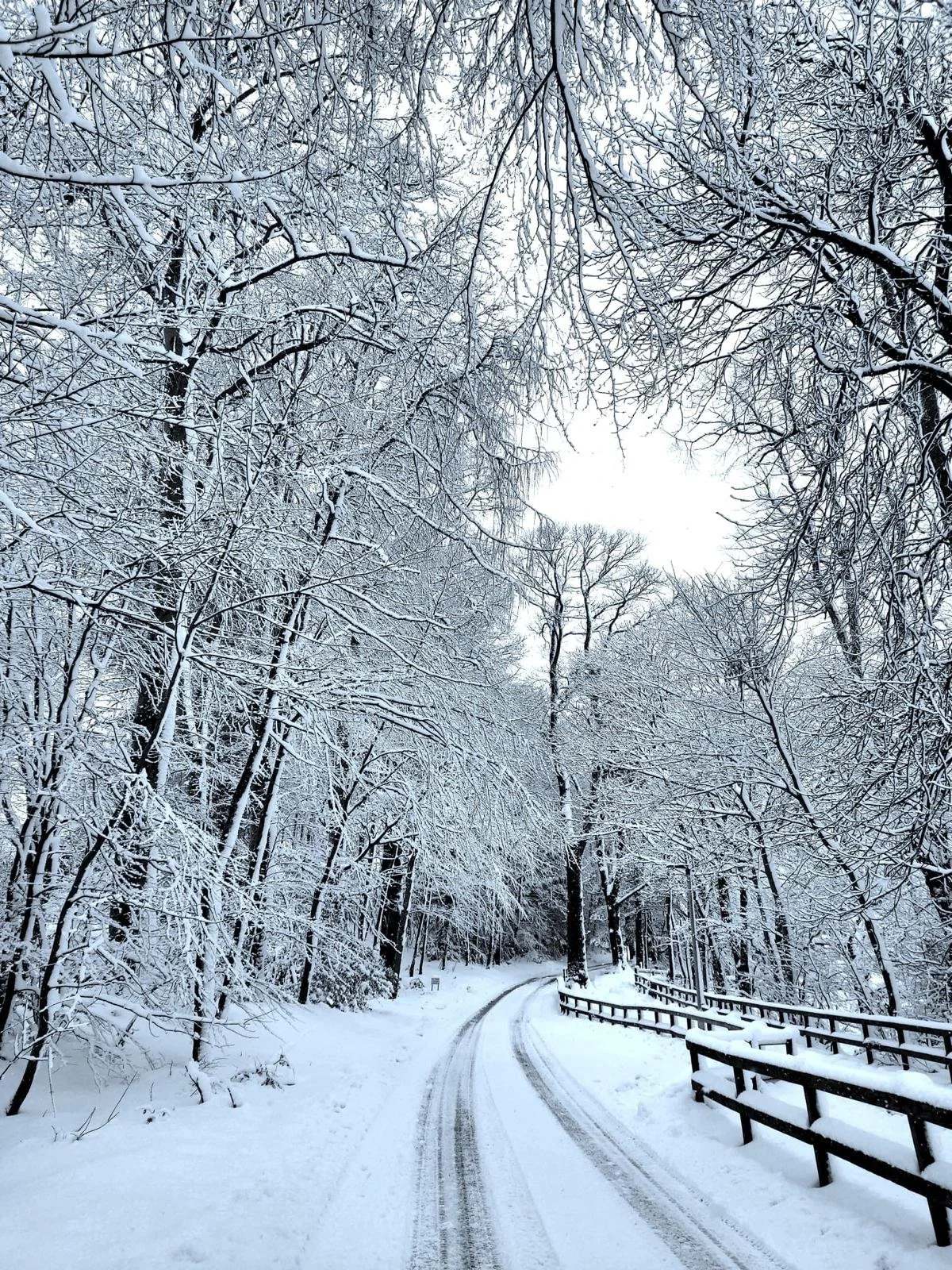 Intermediate Winter 2026 Public Eurythmy Course