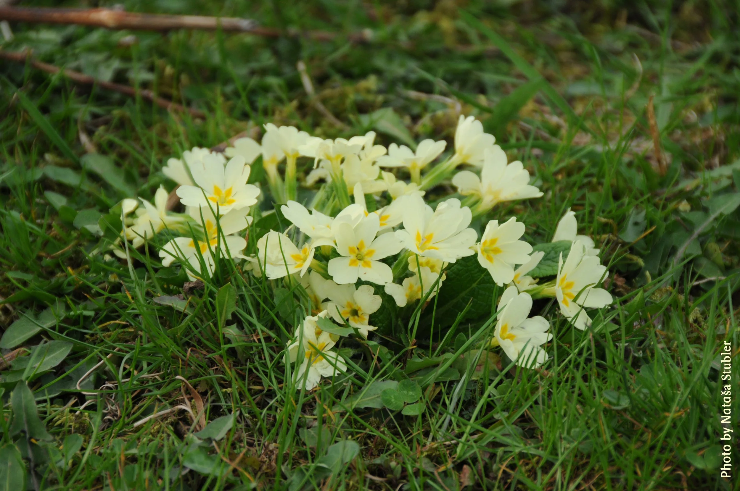 Open Spring Eurythmy Class