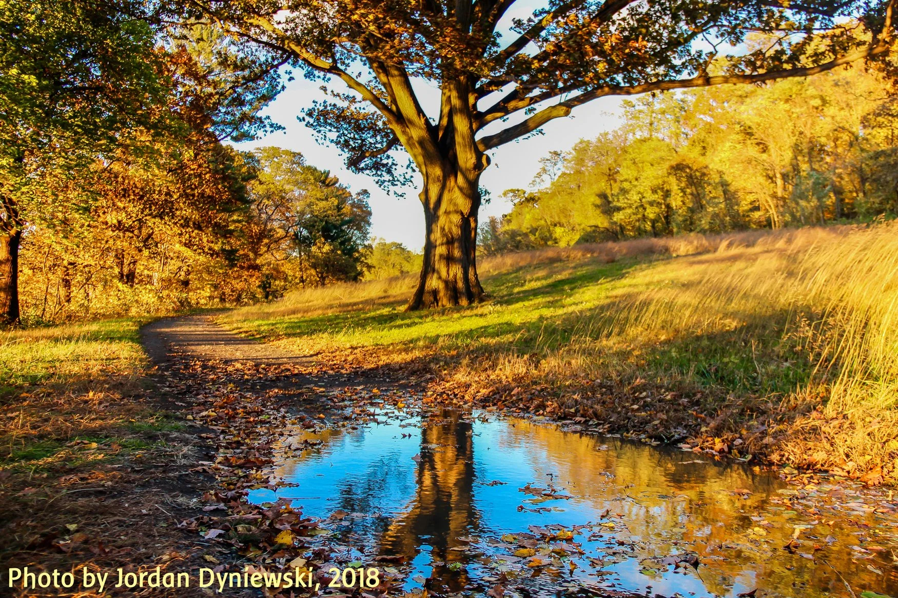 Explore Autumn's Message of Strength and Renewal through Eurythmy