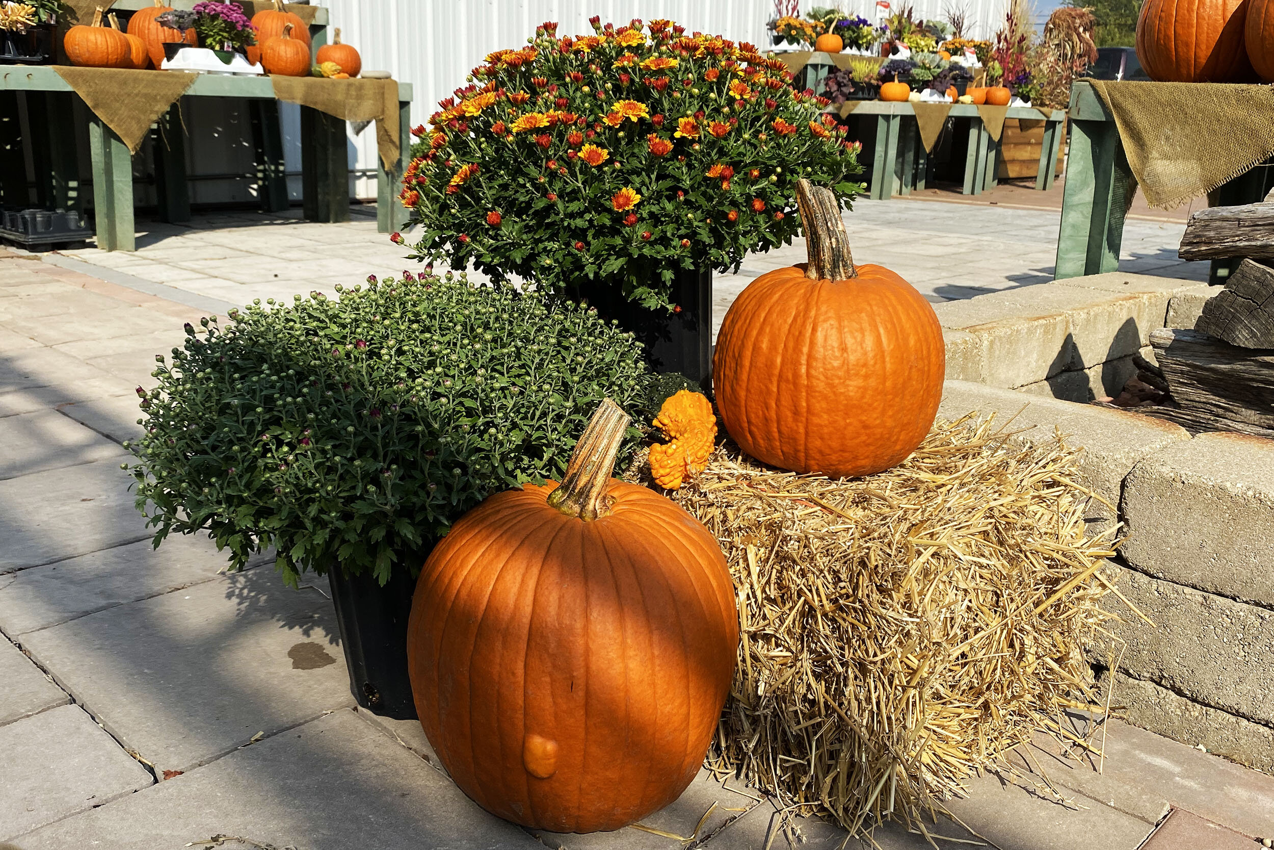 Stop in today for our full selection of fall decor