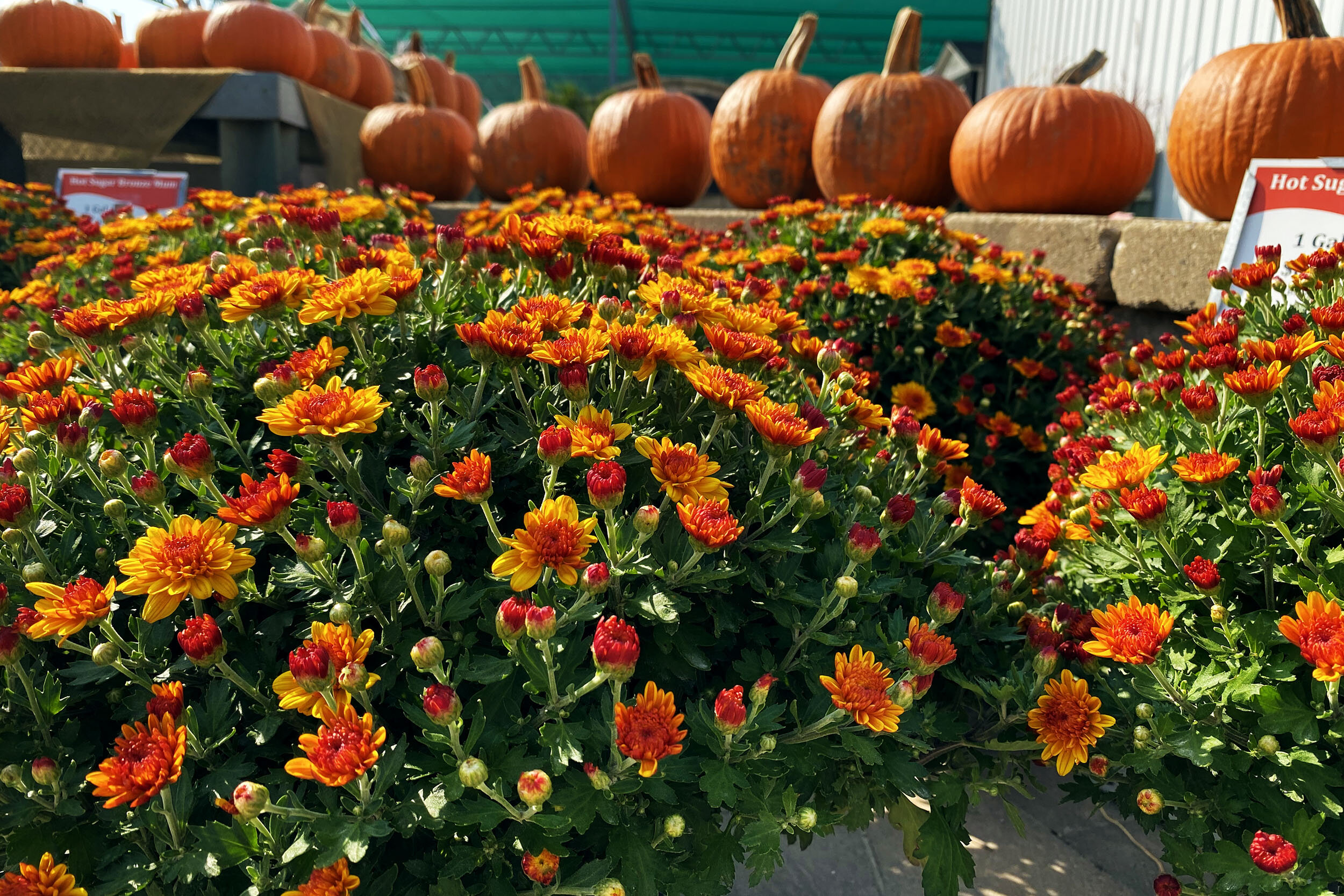 Mums hold their color until frost