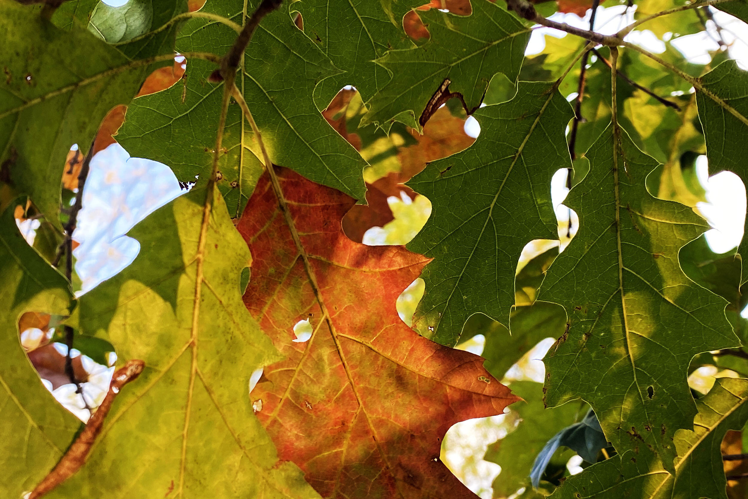 Fall color is determined by day length, pigment and weather