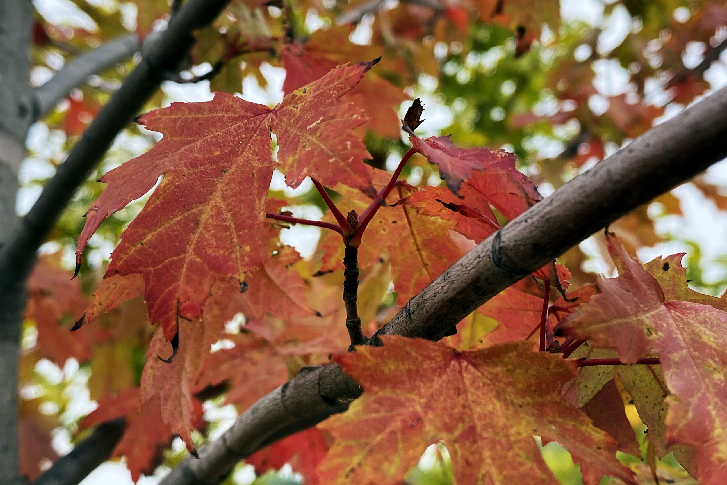 Each genus of tree has a characteristic fall color