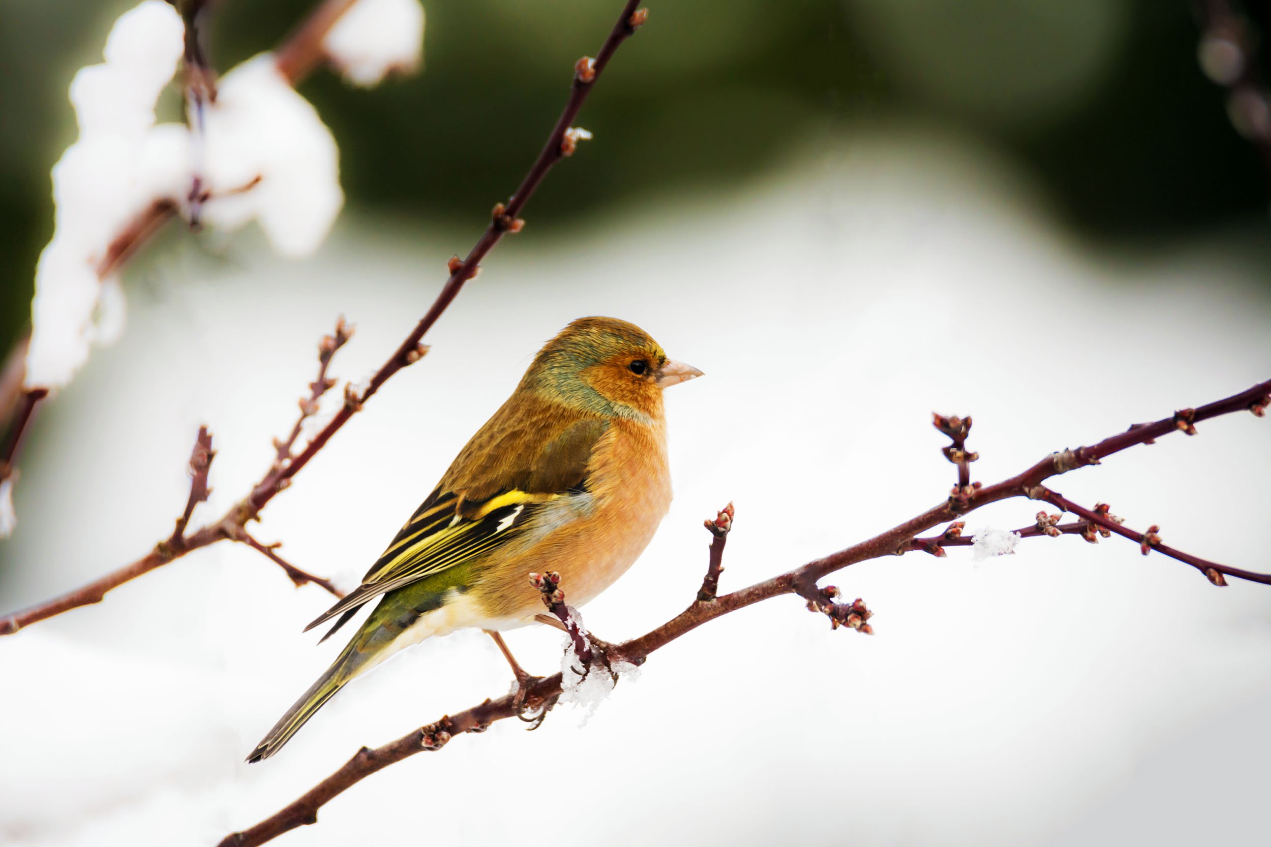 Trees, shrubs and perennials that attract winter wildlife