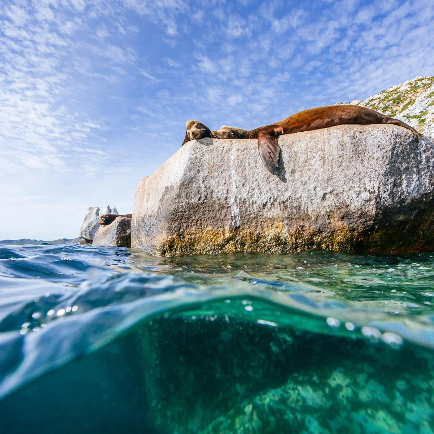 You probably wouldn't expect to see sea lions hanging out around a tropical Mexican paradise, but they are practically part of Los Cabos' scenery. Take a kayak out toward El Arco, and you'll see them sunbathing on the rocks and playing in the water, 