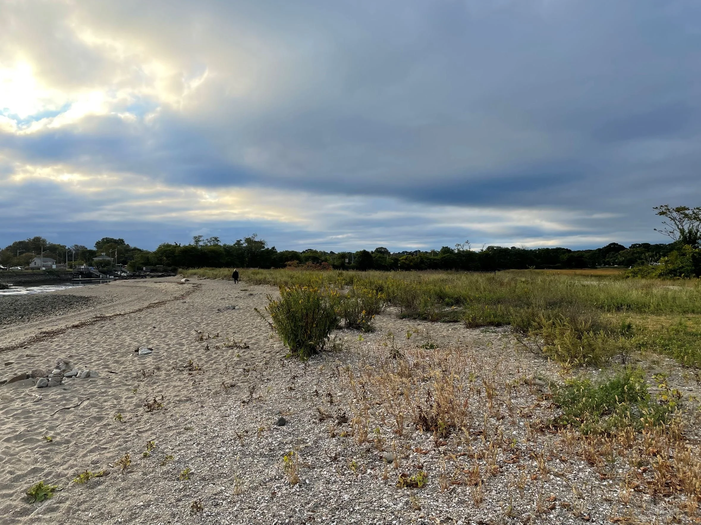 Beach Grass Plantings RFP Issued