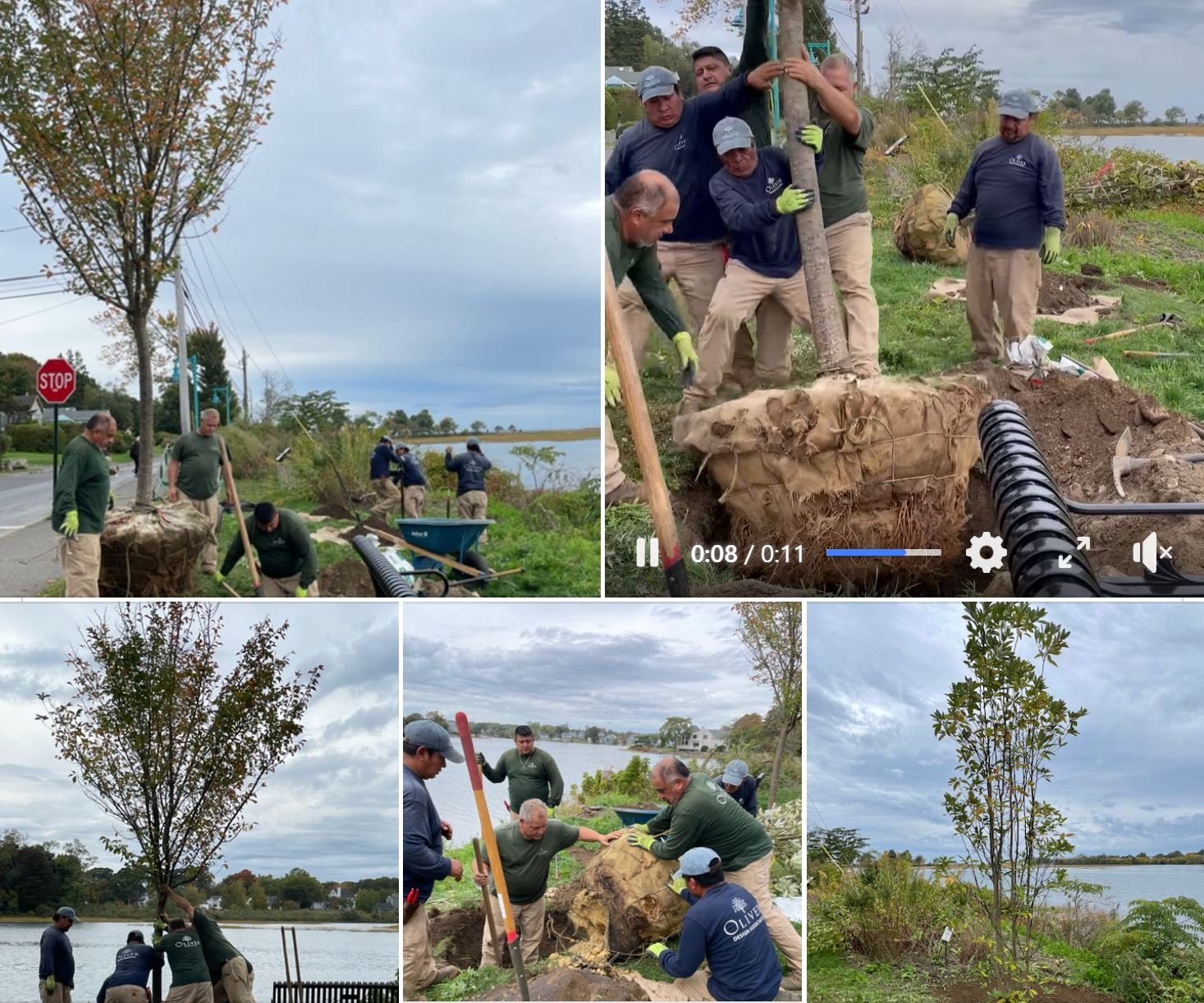 Two of Three Trees Planted at Gilman and Balmforth