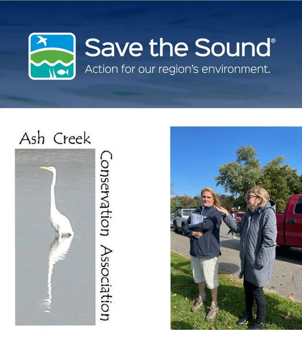 ACCA Partners with Save the Sound on Restoration of Tidal Estuary