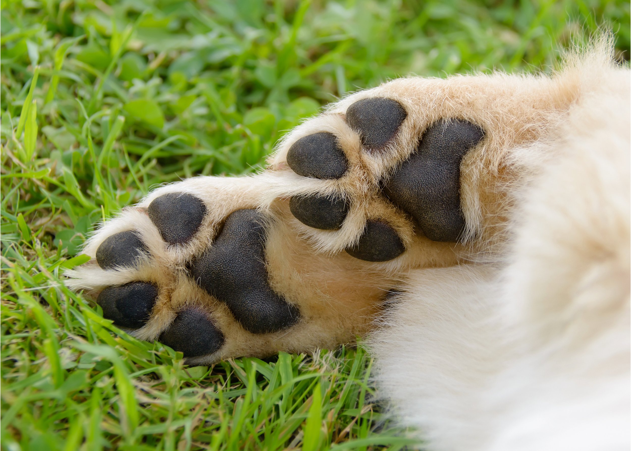 Paw Pad Care: Houndswell's Ultimate Guide for Healthy Paws