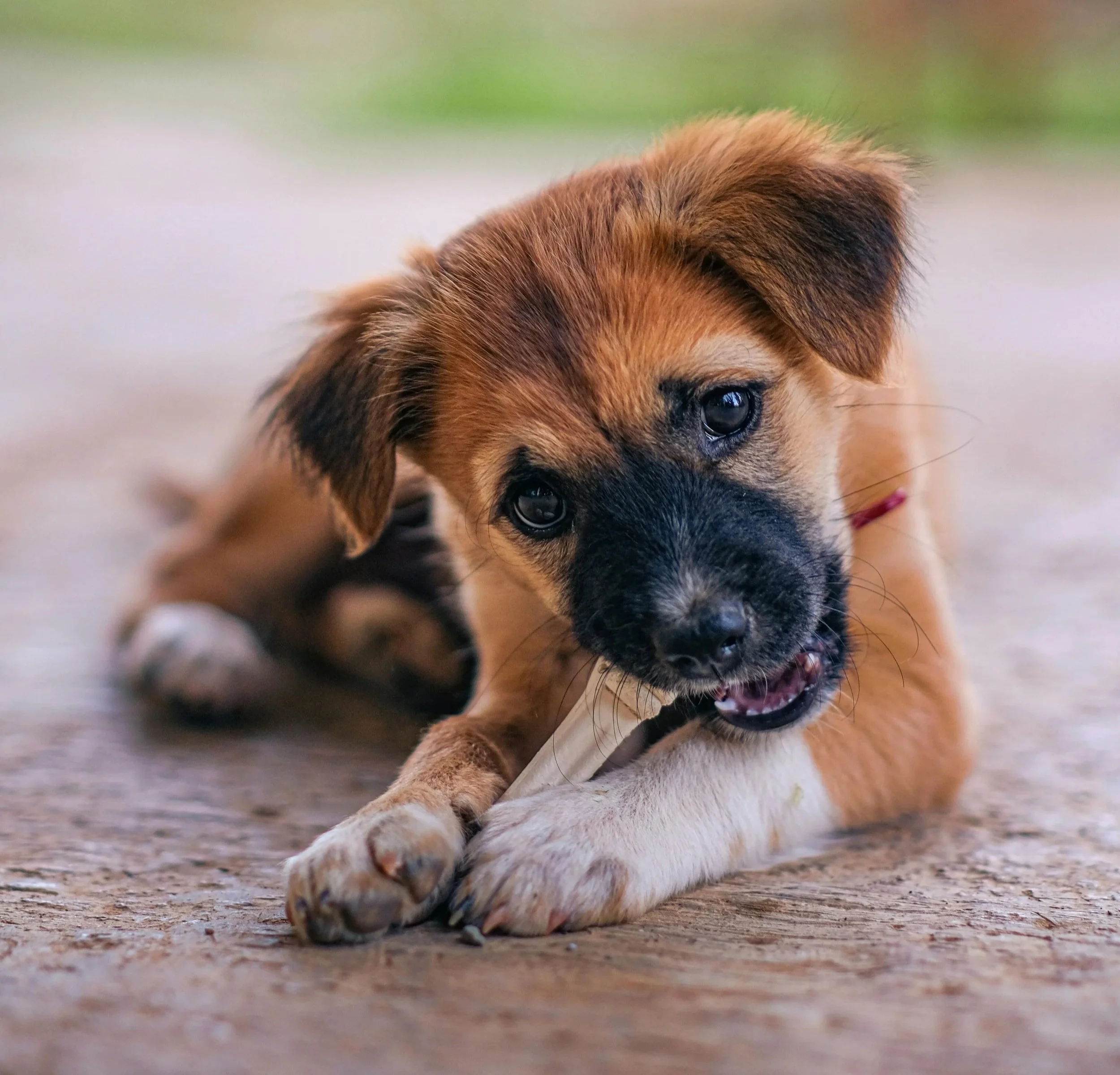 Dog teeth health, do chews actually work?